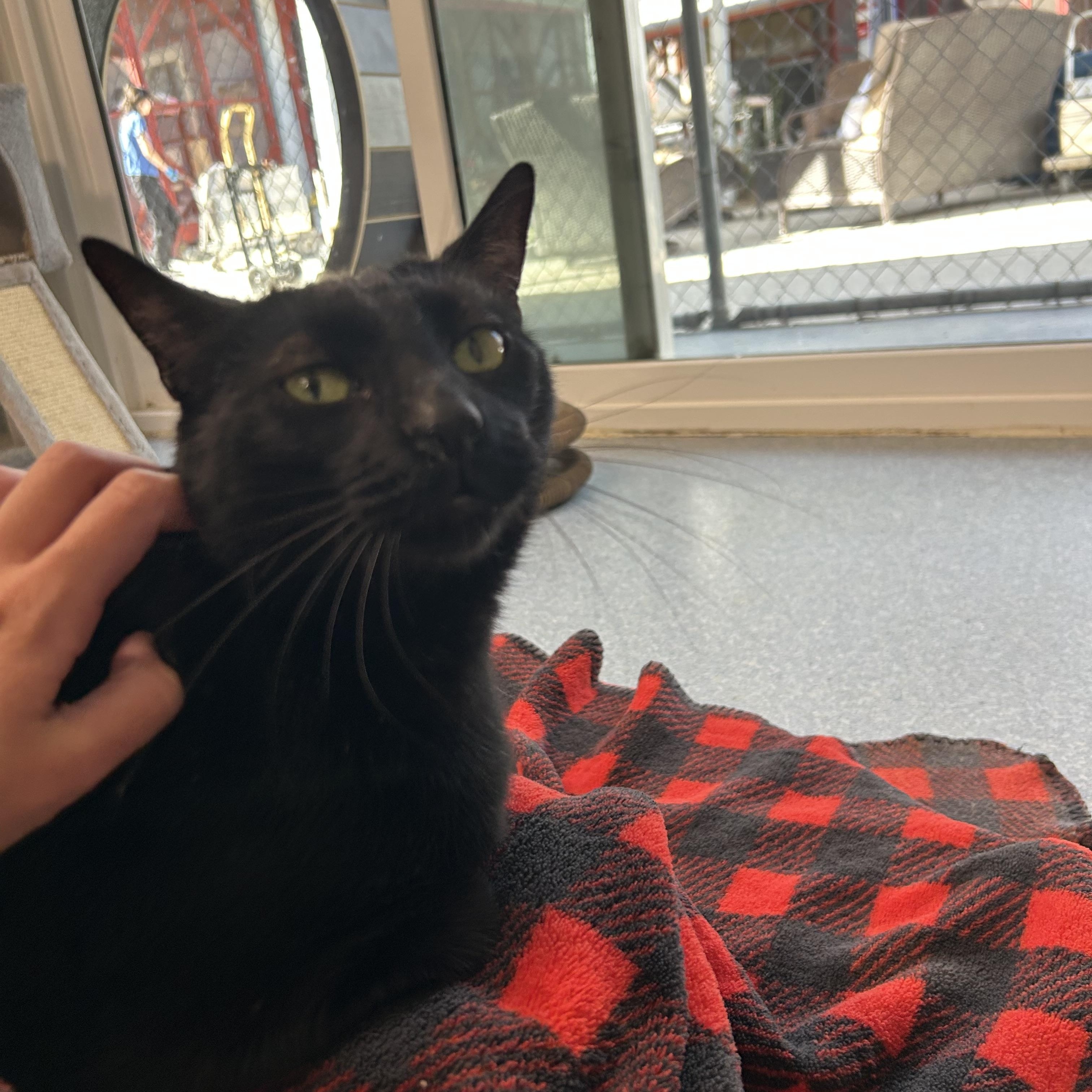 Enlarge Zonker, an adoptable Domestic Short Hair in El Cajon, CA image 4/4