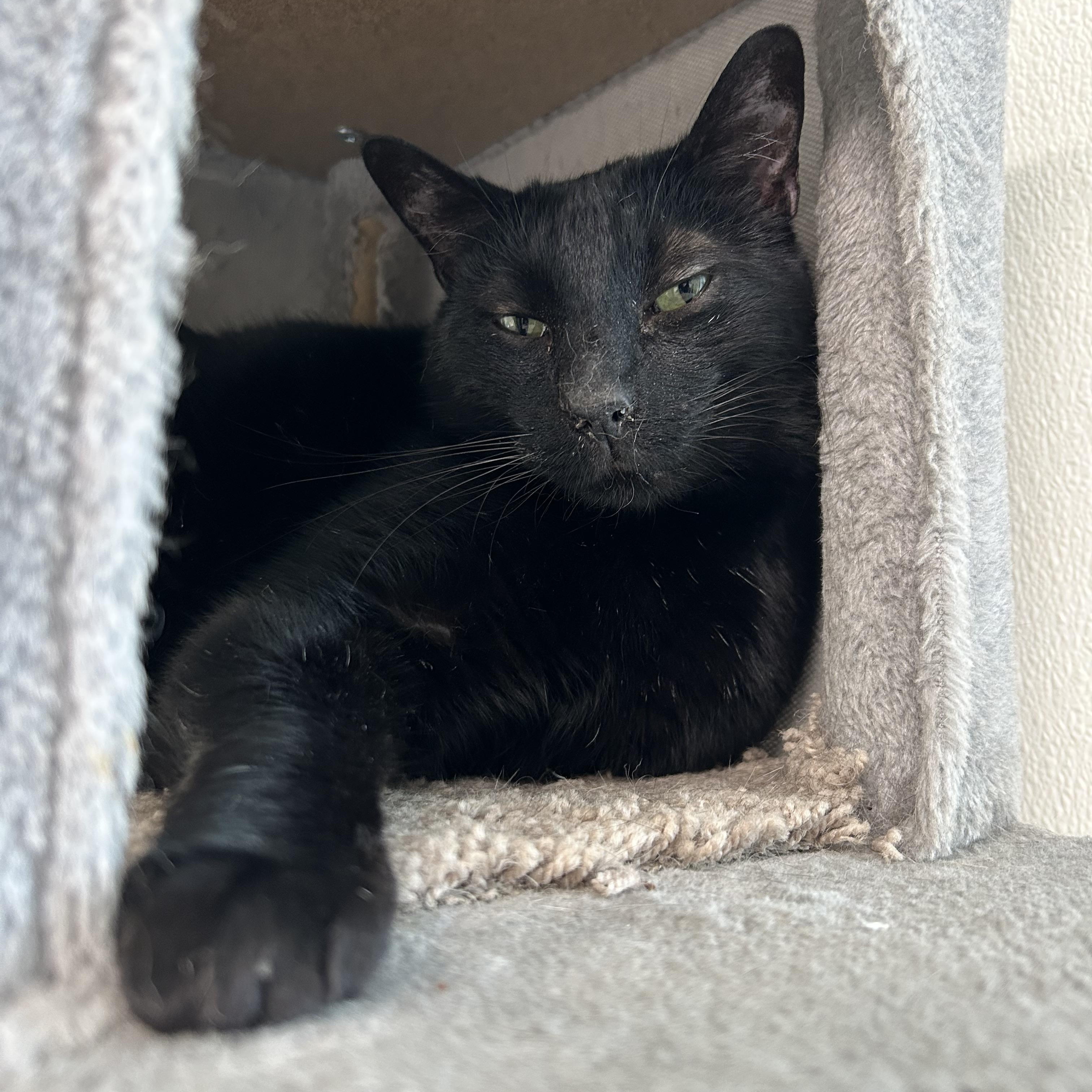 Enlarge Zonker, an adoptable Domestic Short Hair in El Cajon, CA image 2/4