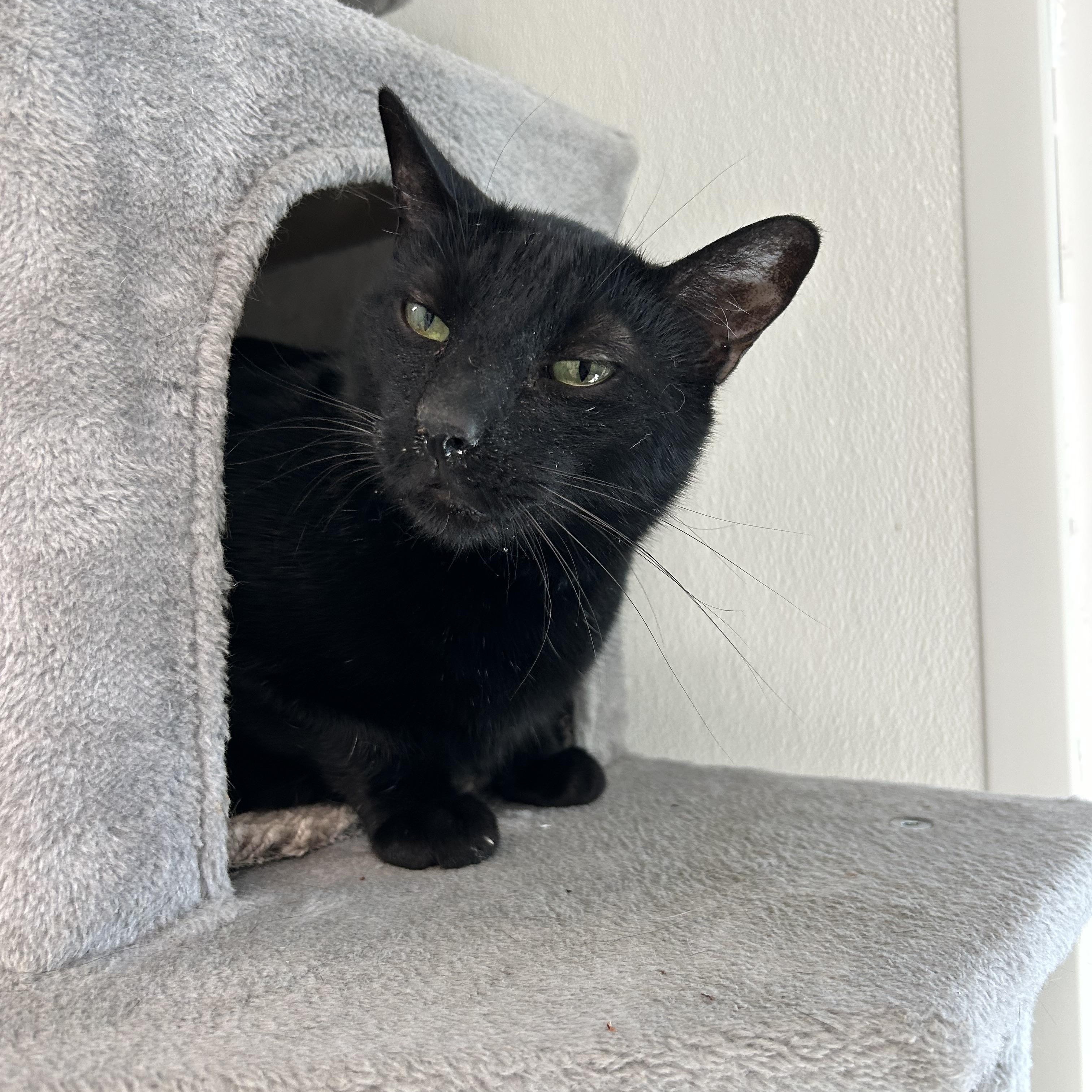 Enlarge Zonker, an adoptable Domestic Short Hair in El Cajon, CA image 3/4