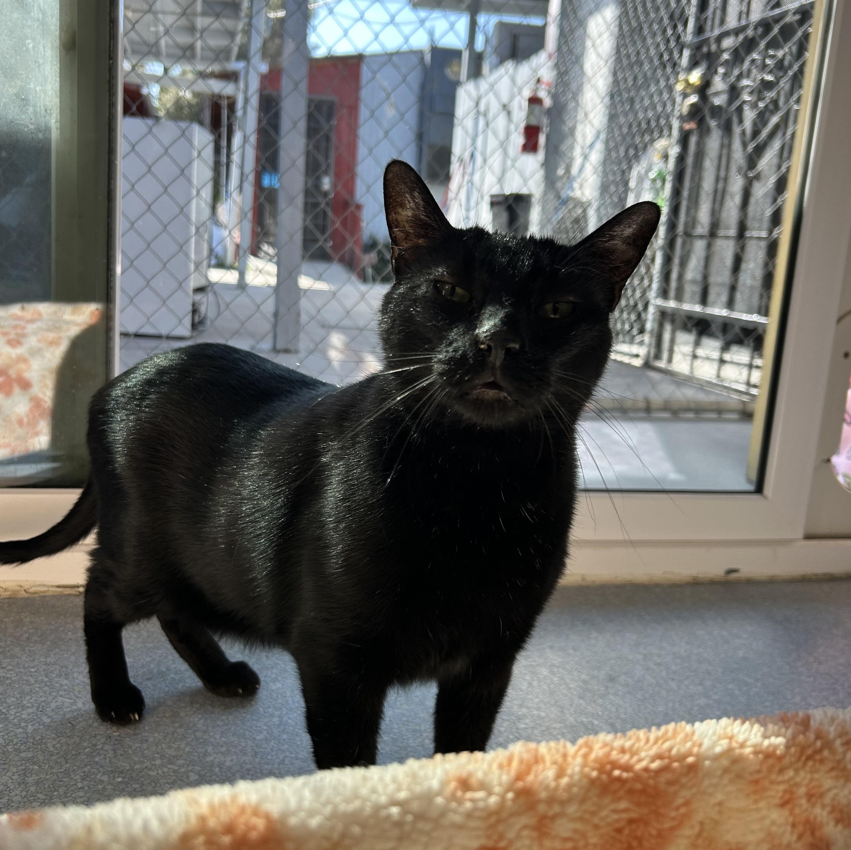 Enlarge Zonker, an adoptable Domestic Short Hair in El Cajon, CA image 1/4