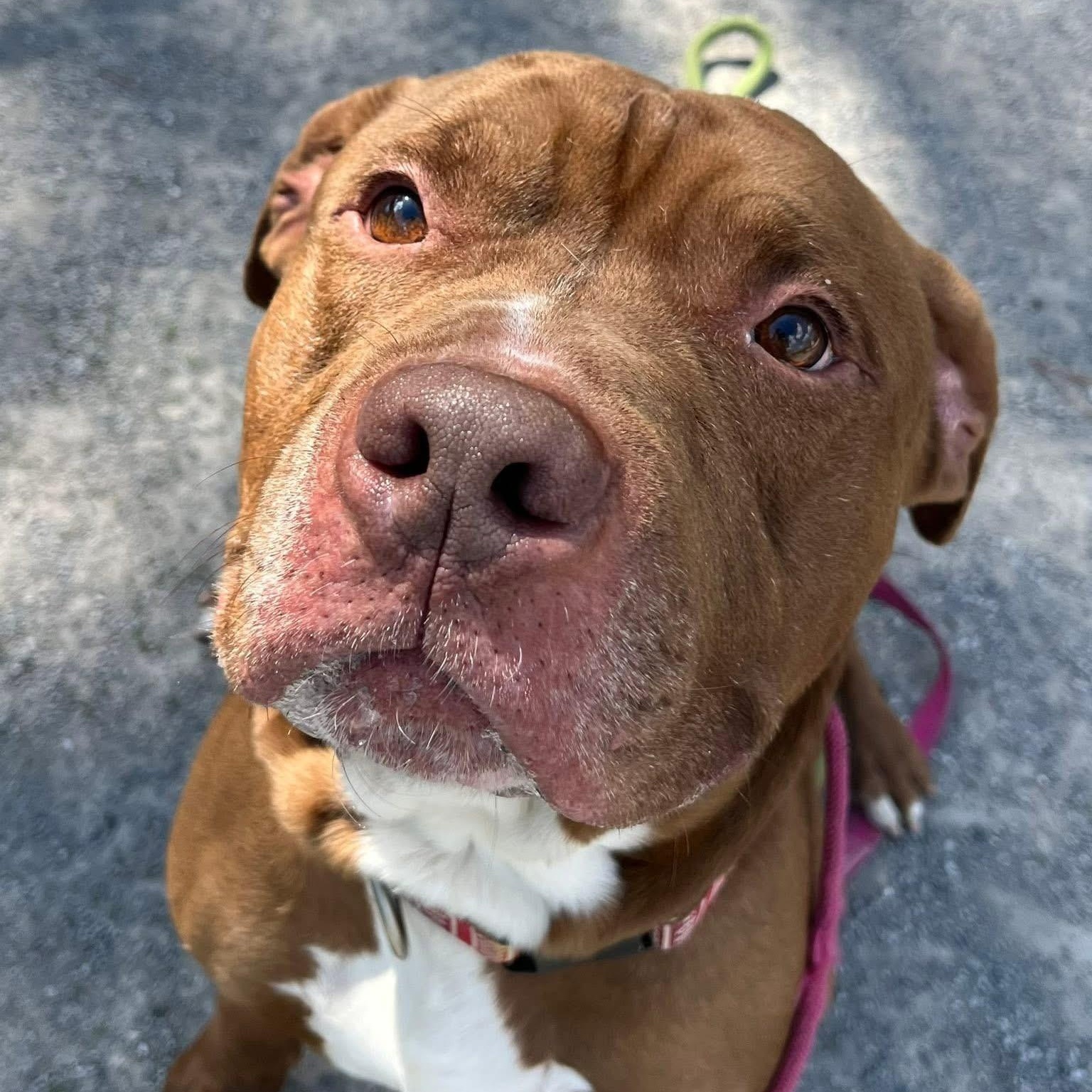 Major , ADOPTABLE, Adult Male Pit Bull Terrier.