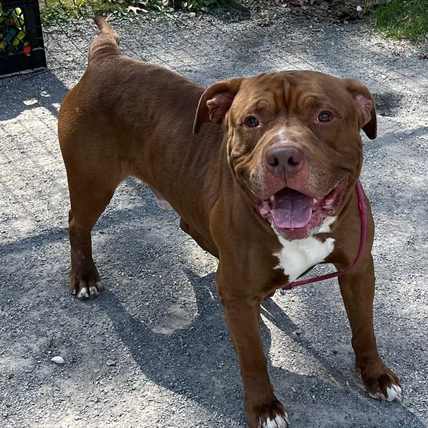 Enlarge Major , a ADOPTABLE Pit Bull Terrier in Jackson, NJ image 3/3