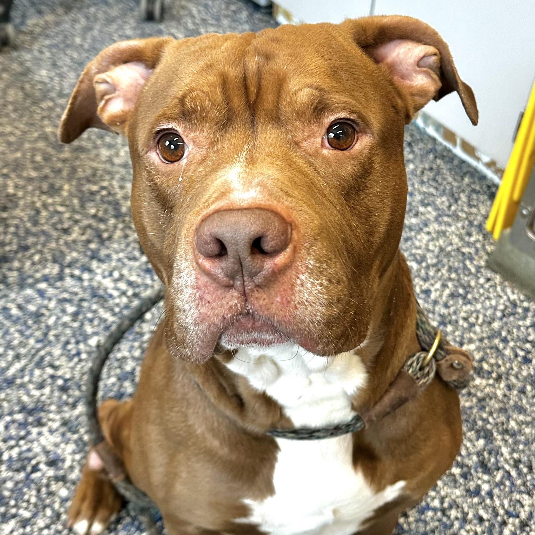 Enlarge Major , a ADOPTABLE Pit Bull Terrier in Jackson, NJ image 2/3