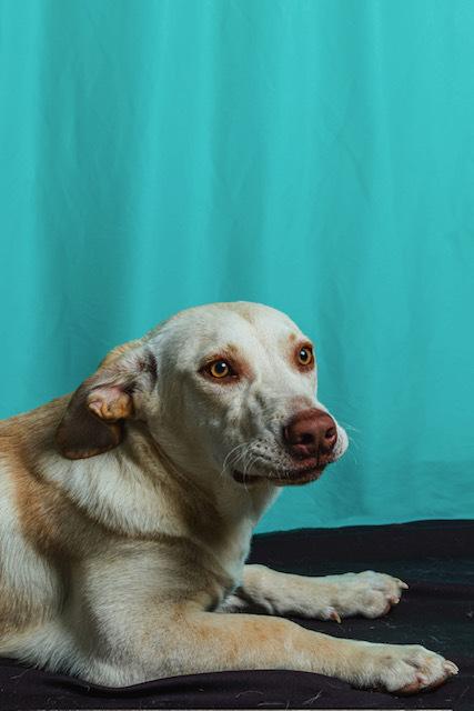 Enlarge Churro, a Adoptable mixed breed in Calgary, AB image 1/3