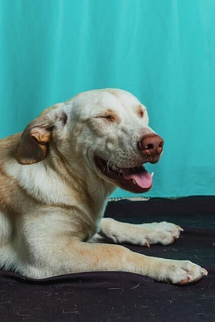 Enlarge Churro, a Adoptable mixed breed in Calgary, AB image 2/3