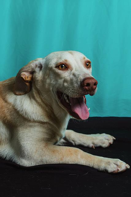 Enlarge Churro, a Adoptable mixed breed in Calgary, AB image 3/3