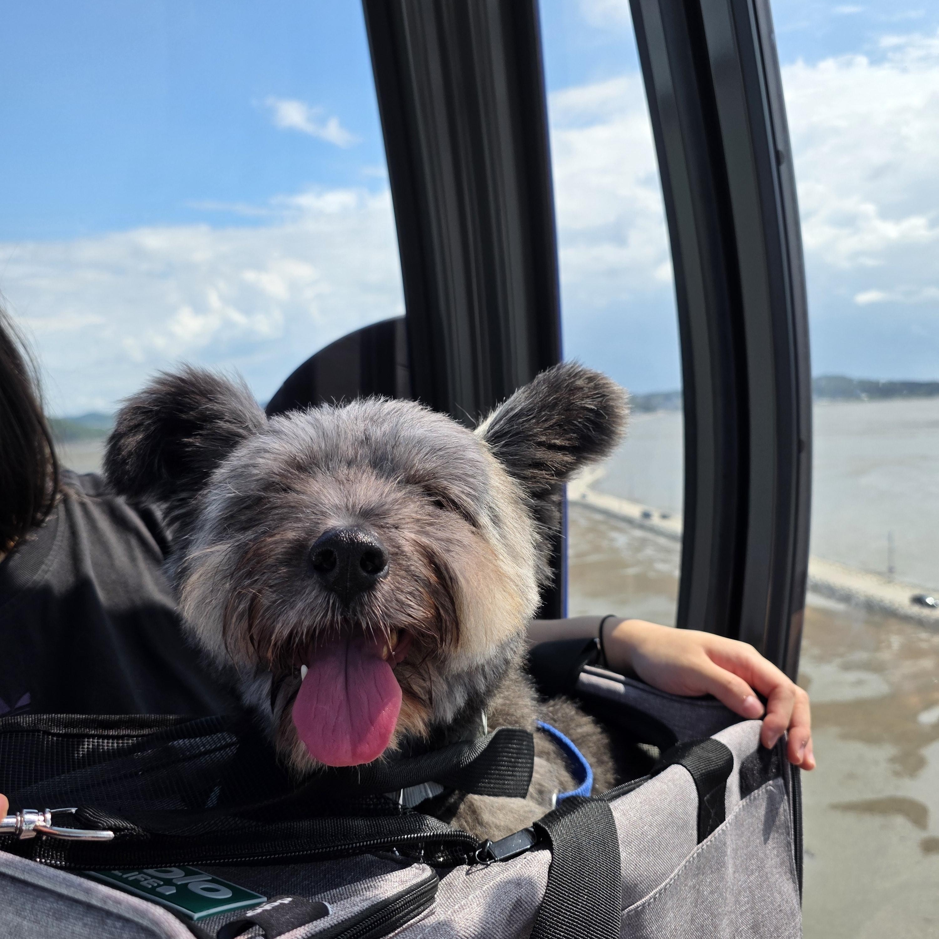 Enlarge Mirae, an adopted Scottish Terrier in Duluth, GA image 1/5