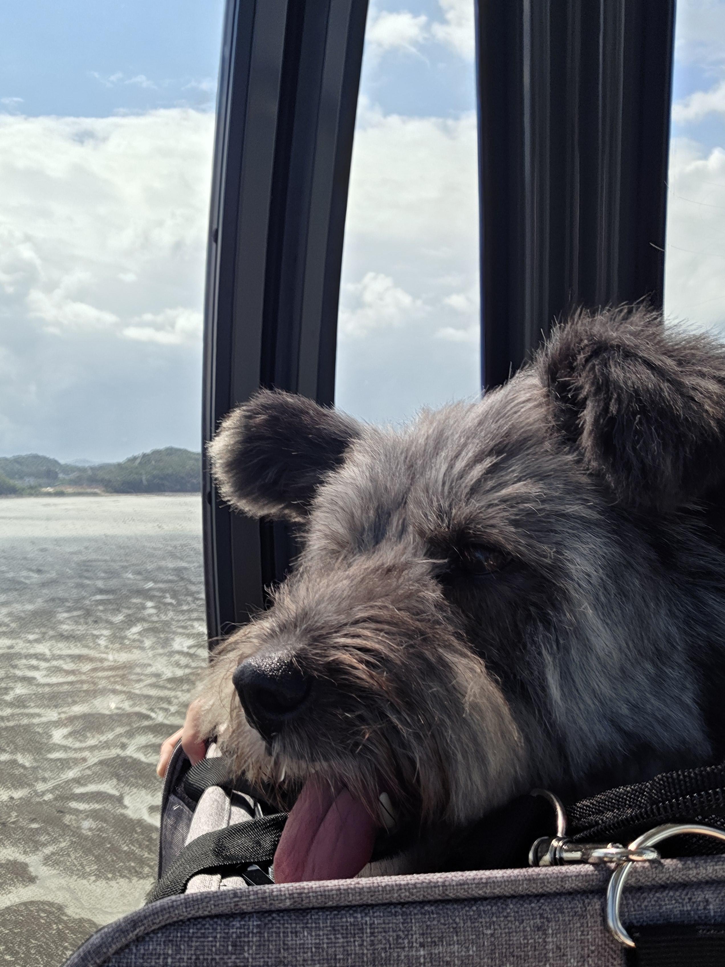 Enlarge Mirae, an adopted Scottish Terrier in Duluth, GA image 5/5