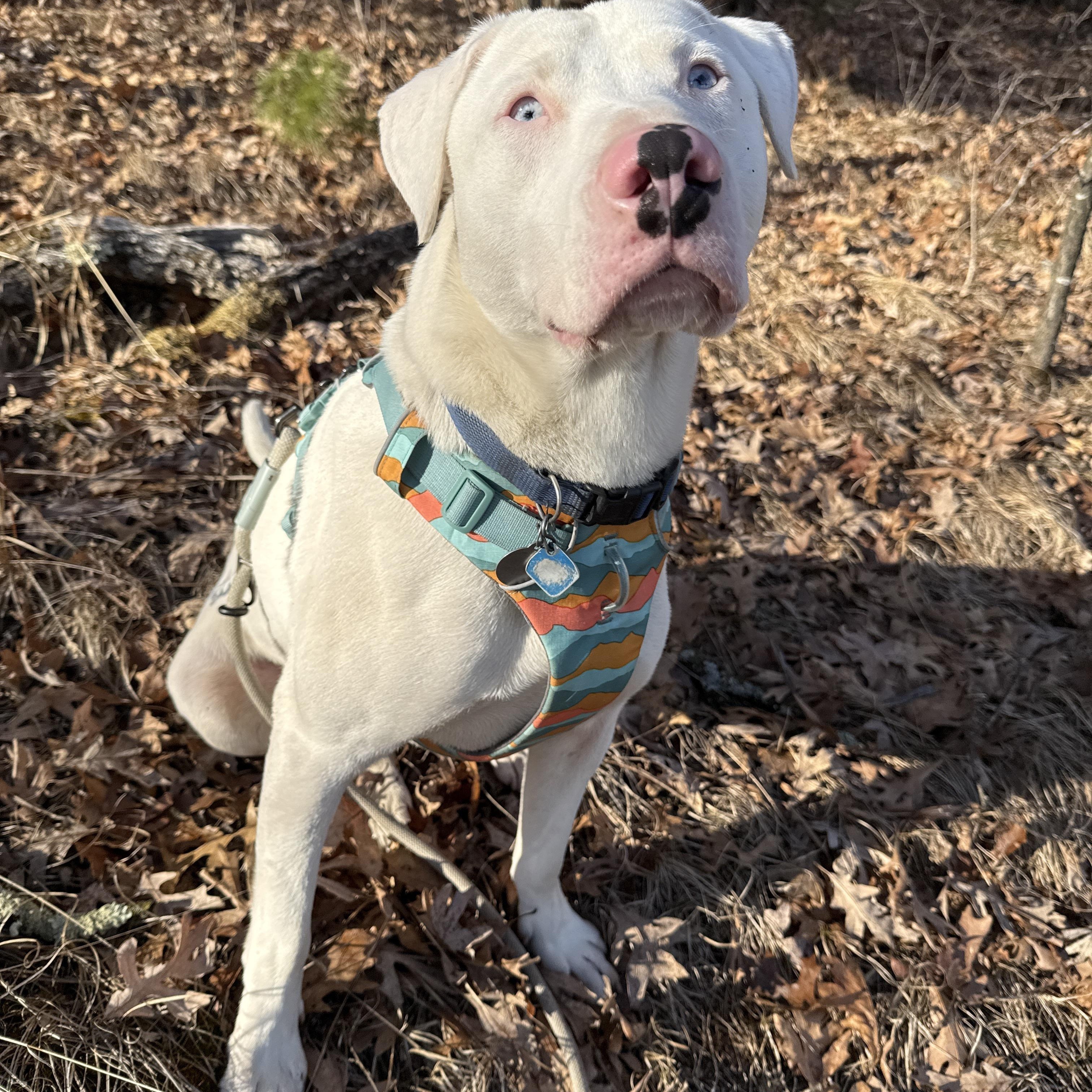 WOODY- JJ (WAUTOMA WISCONSIN), Adoptable, Young Male Catahoula Leopard Dog.