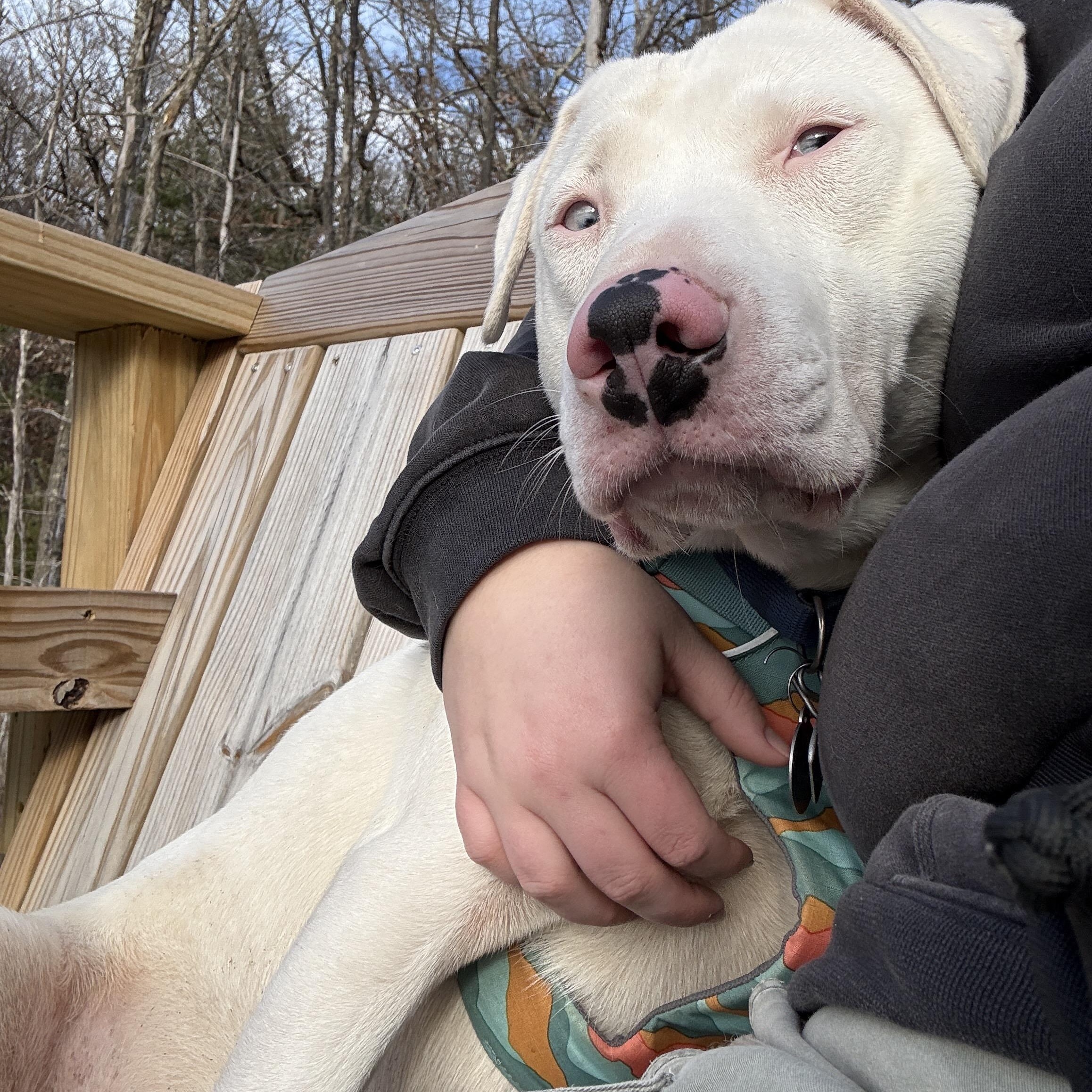 WOODY- JJ (WAUTOMA WISCONSIN), a Adoptable Catahoula Leopard Dog in Roundup, MT image 2/3