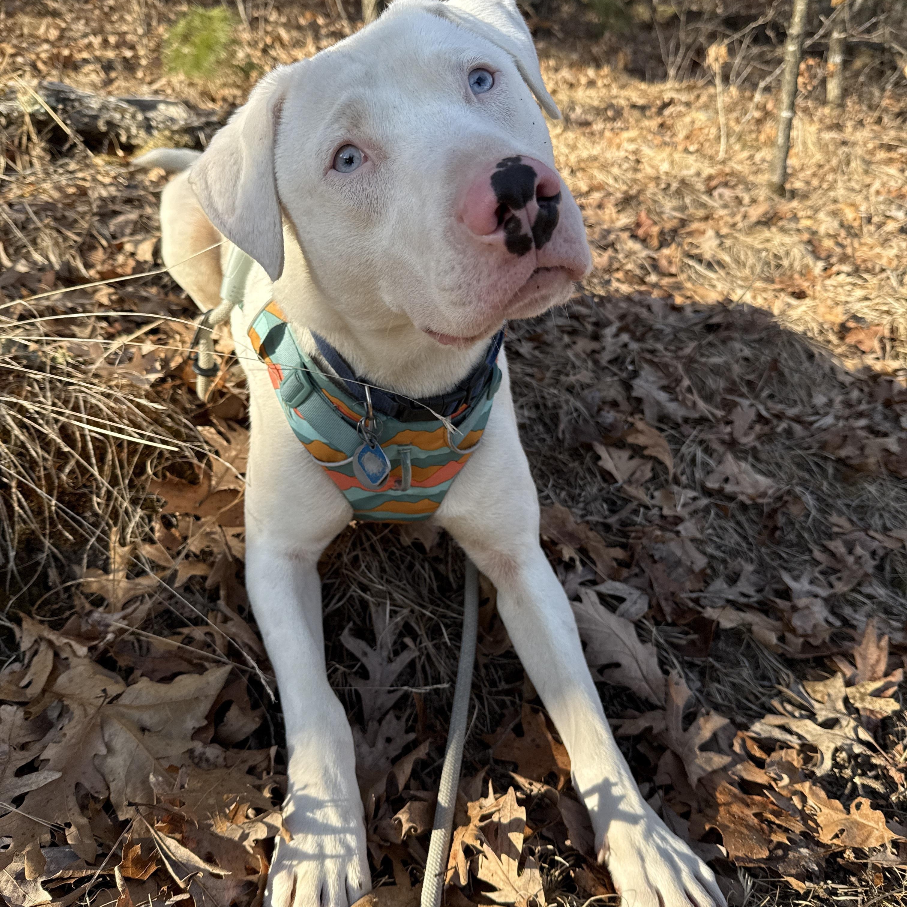 WOODY- JJ (WAUTOMA WISCONSIN), a Adoptable Catahoula Leopard Dog in Roundup, MT image 3/3
