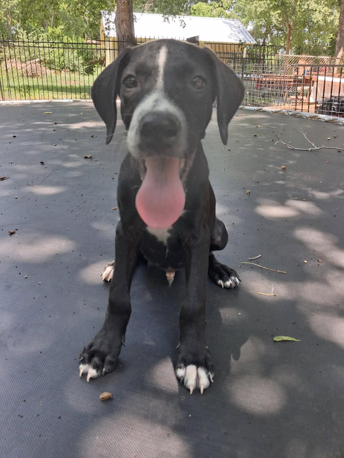 Enlarge Panther, a Adoptable mixed breed in Fort Collins, CO image 2/3
