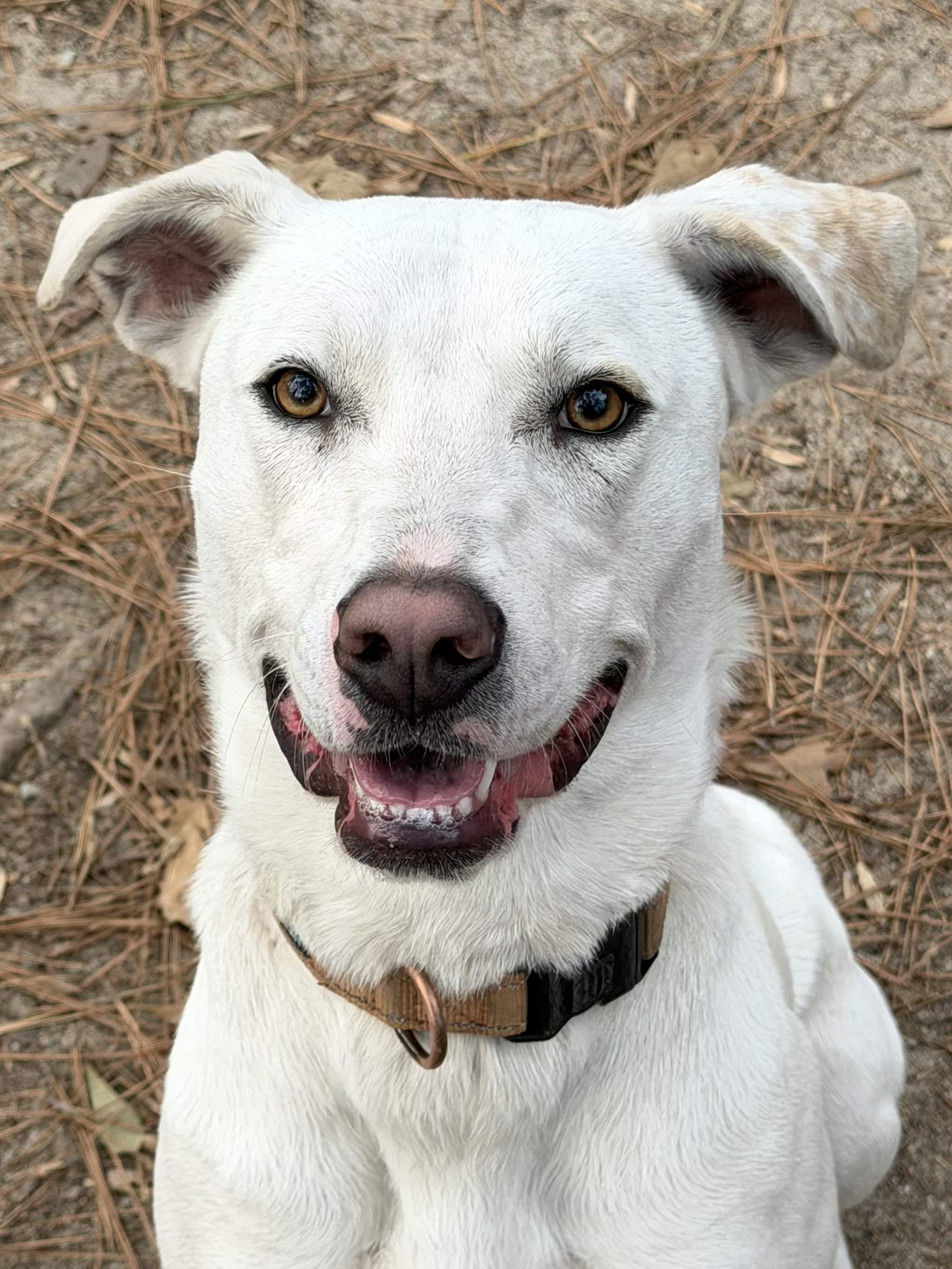 Enlarge Rosie - AVAILABLE TO FOSTER OR ADOPT, a Adoptable mixed breed in Clayton, NC image 4/5