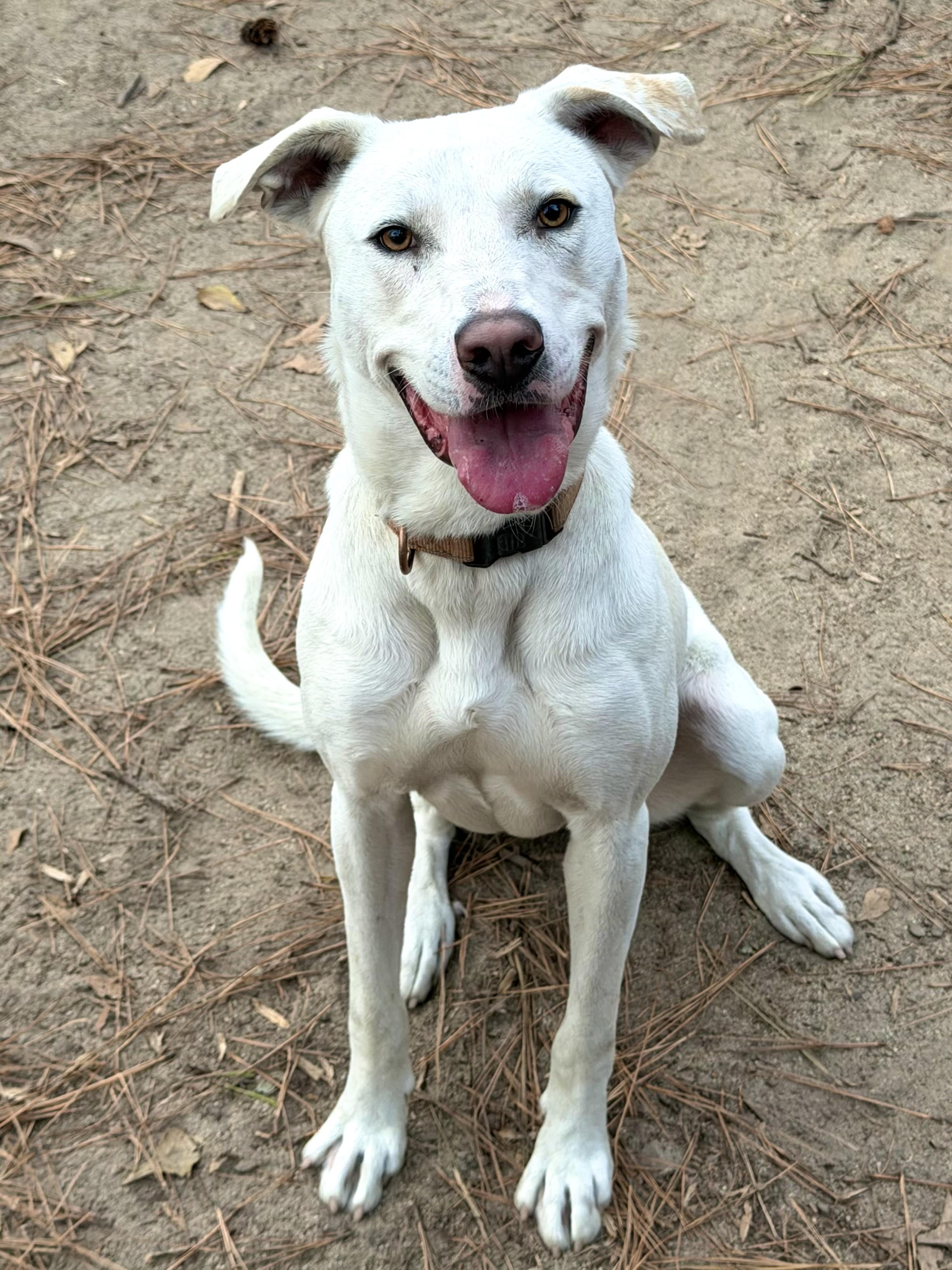 Enlarge Rosie - AVAILABLE TO FOSTER OR ADOPT, a Adoptable mixed breed in Clayton, NC image 3/5
