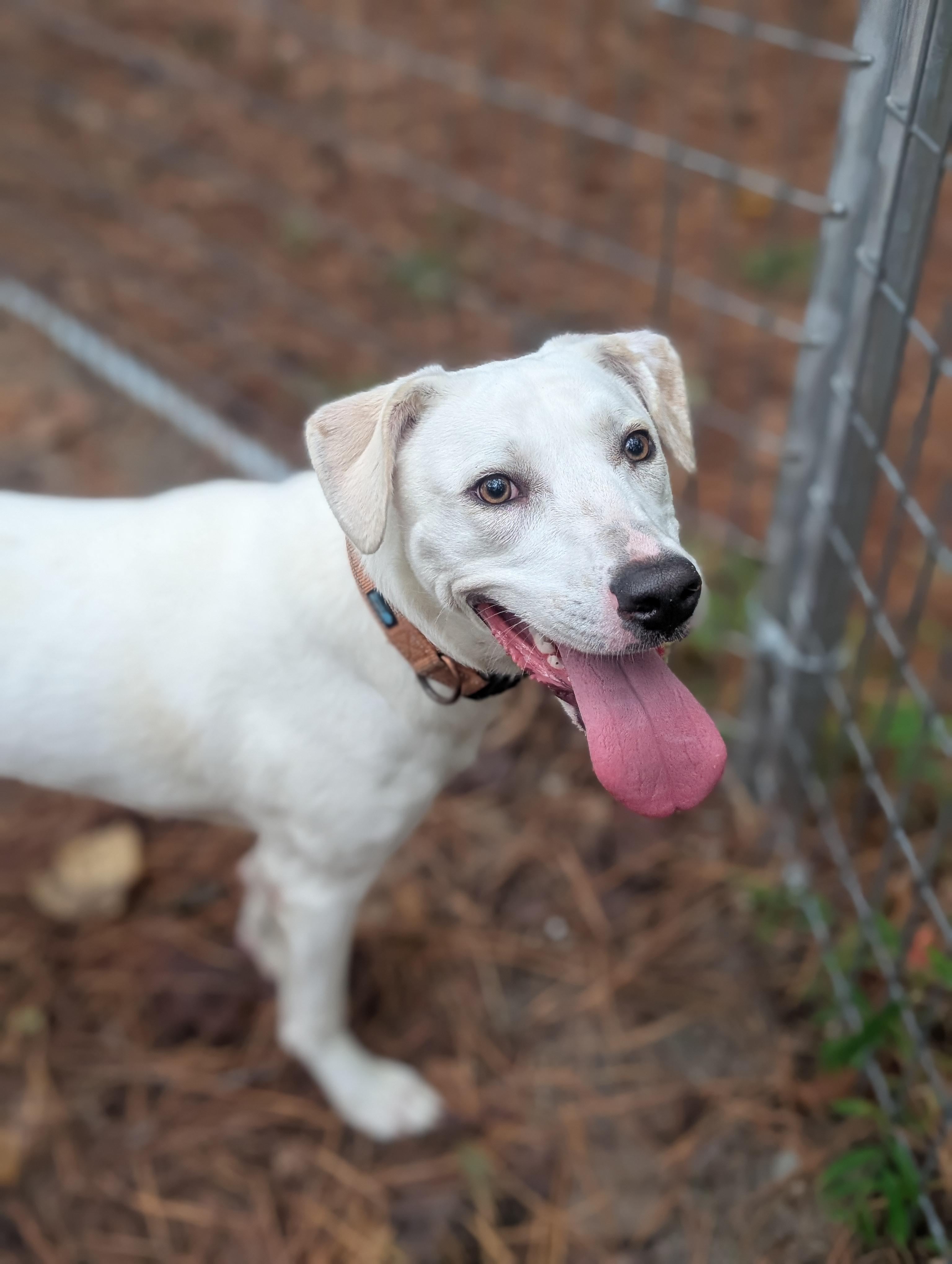 Rosie, Adoptable, Adult Female Labrador Retriever & Hound.