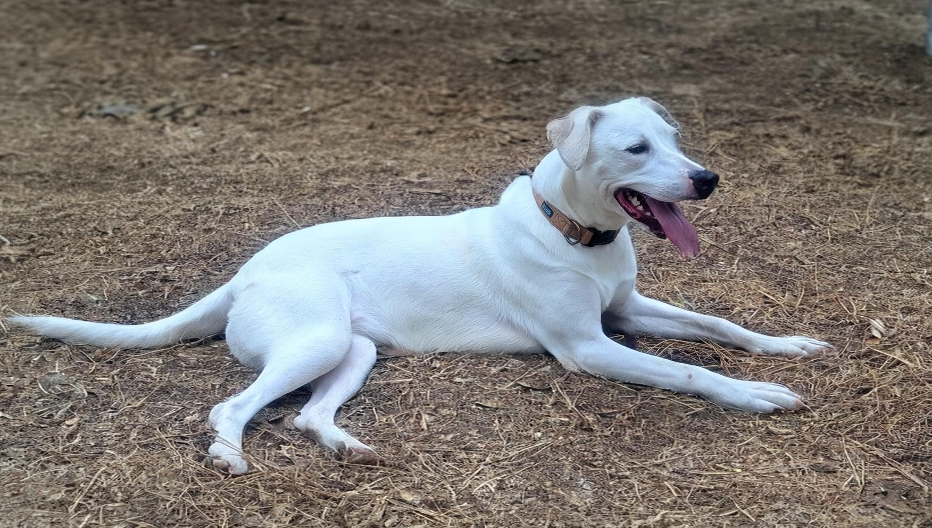 Rosie - AVAILABLE TO FOSTER OR ADOPT, Adoptable, Adult Female Labrador Retriever & Hound.