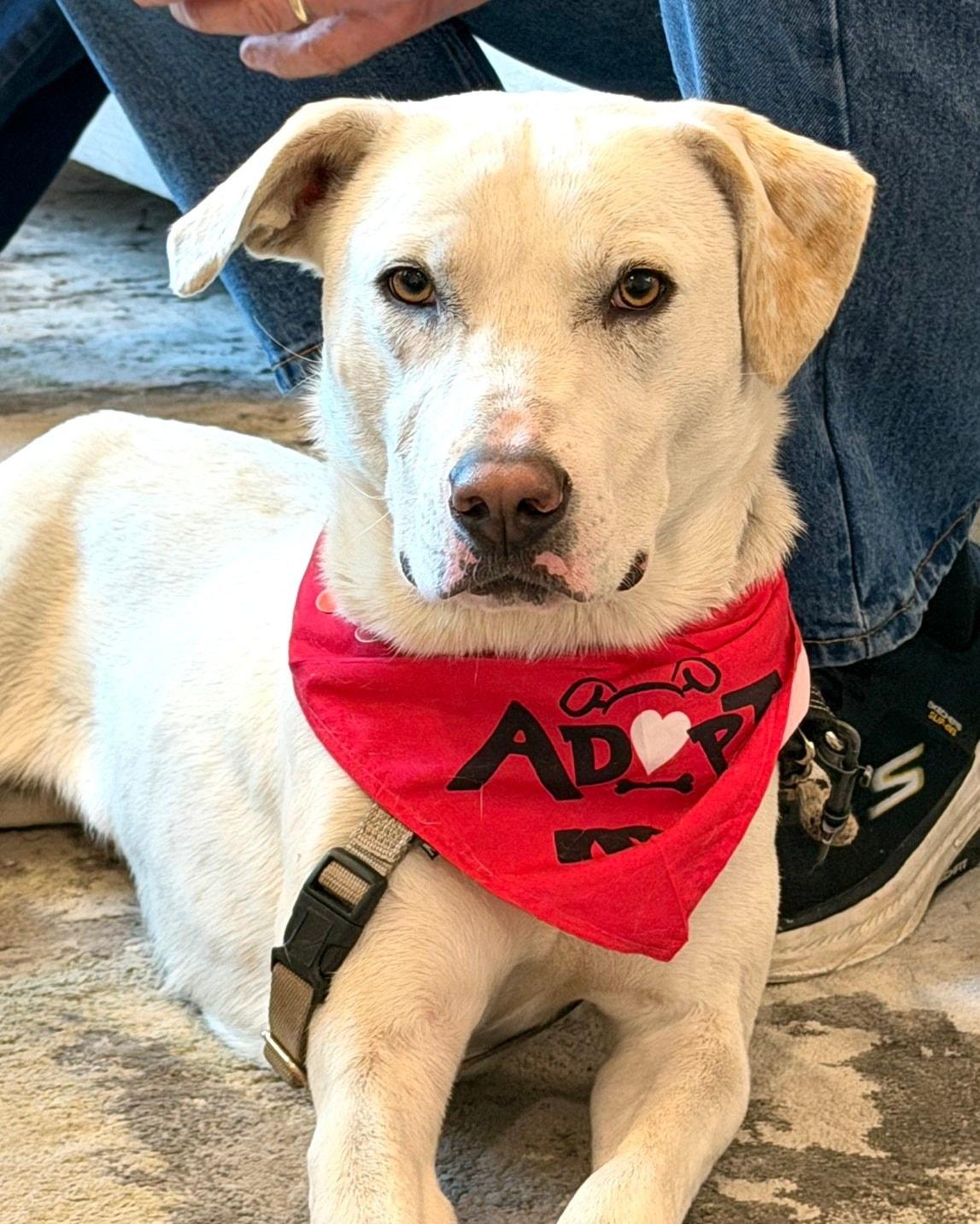 Enlarge Rosie - AVAILABLE TO FOSTER OR ADOPT, an adopted mixed breed in Clayton, NC image 5/5