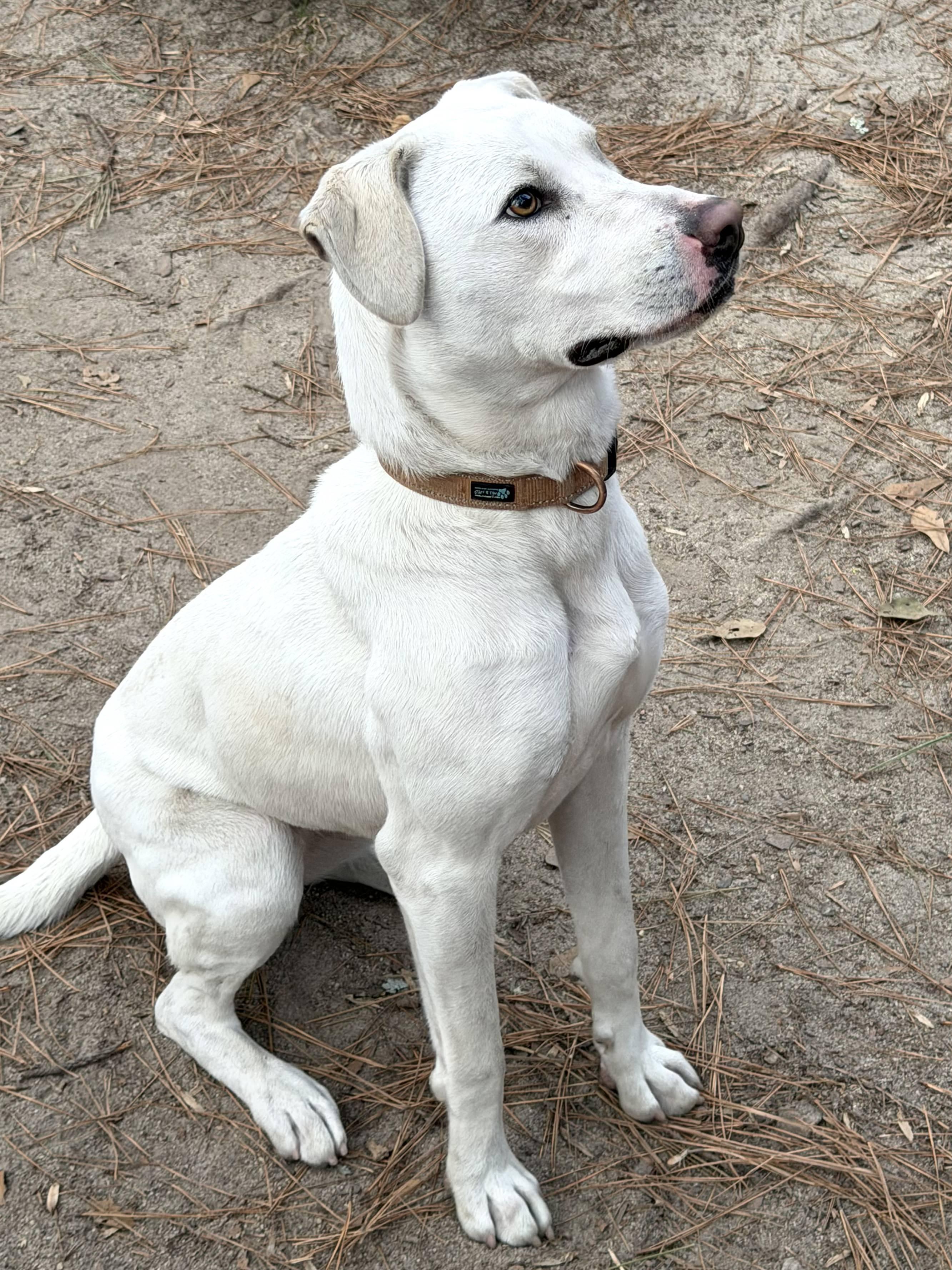 Enlarge Rosie - AVAILABLE TO FOSTER OR ADOPT, a Adoptable mixed breed in Clayton, NC image 5/5