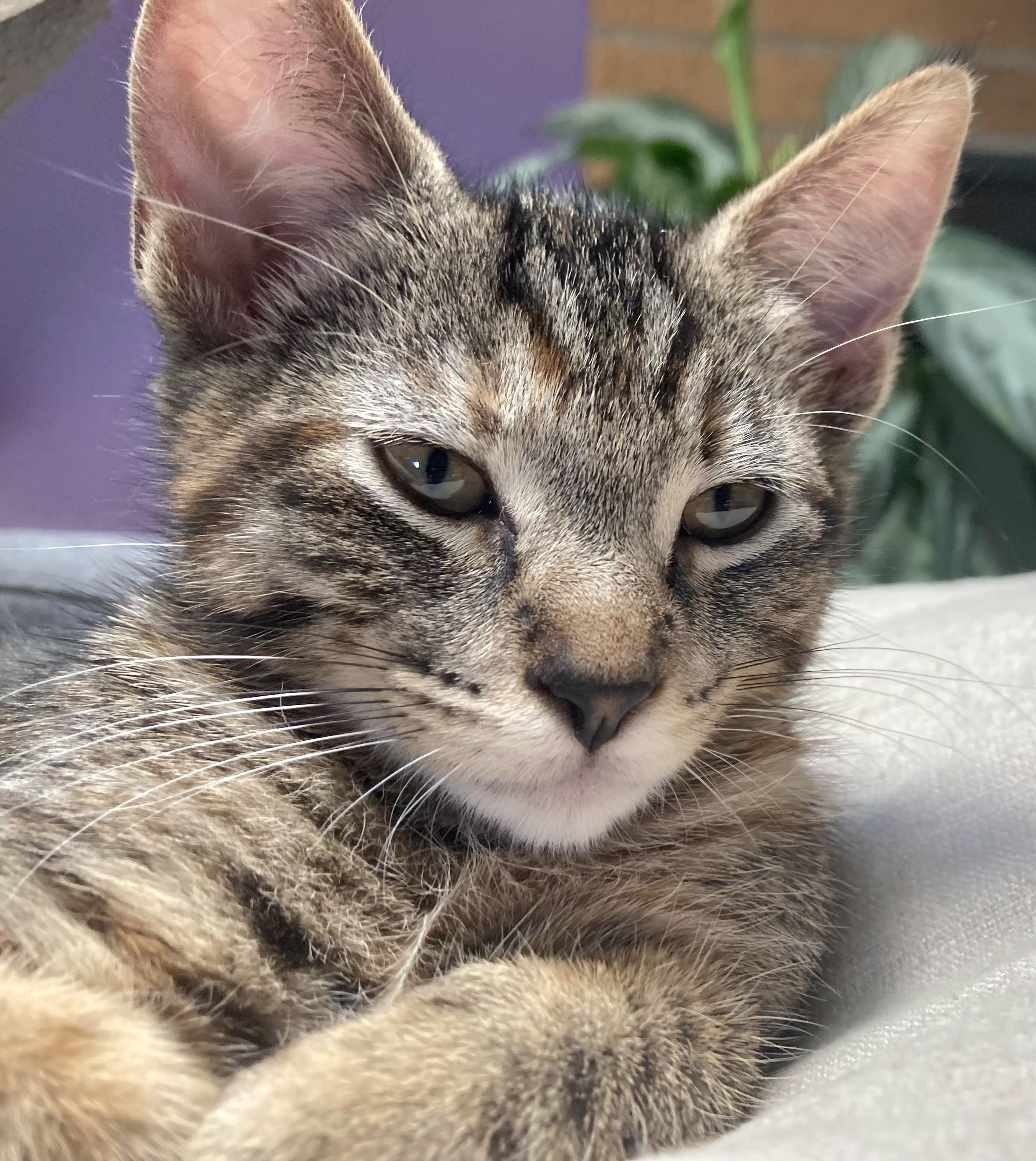 Peanut, a Adoptable Tabby in Springfield, OR image 1/5