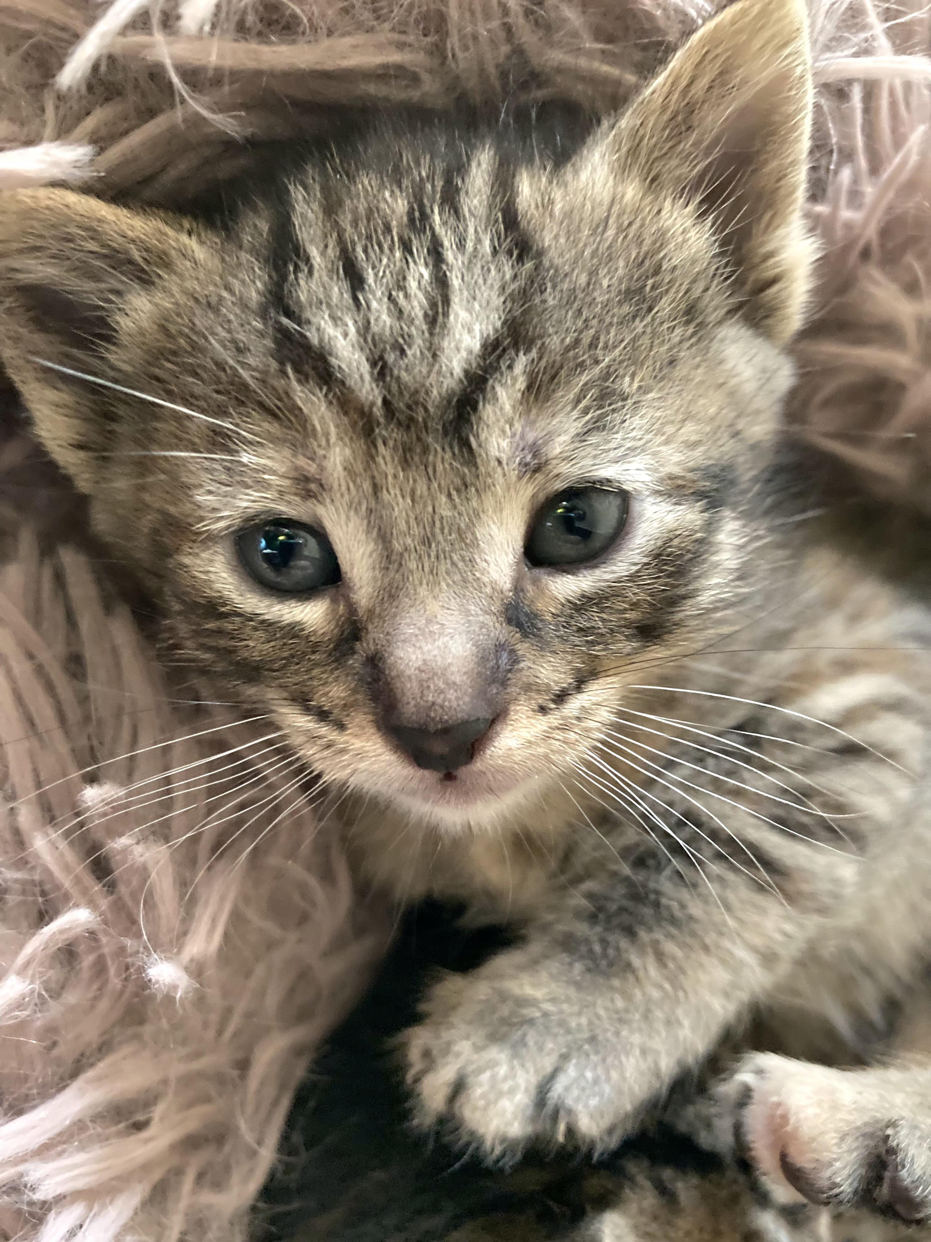 Peanut, a Adoptable Tabby in Springfield, OR image 5/5