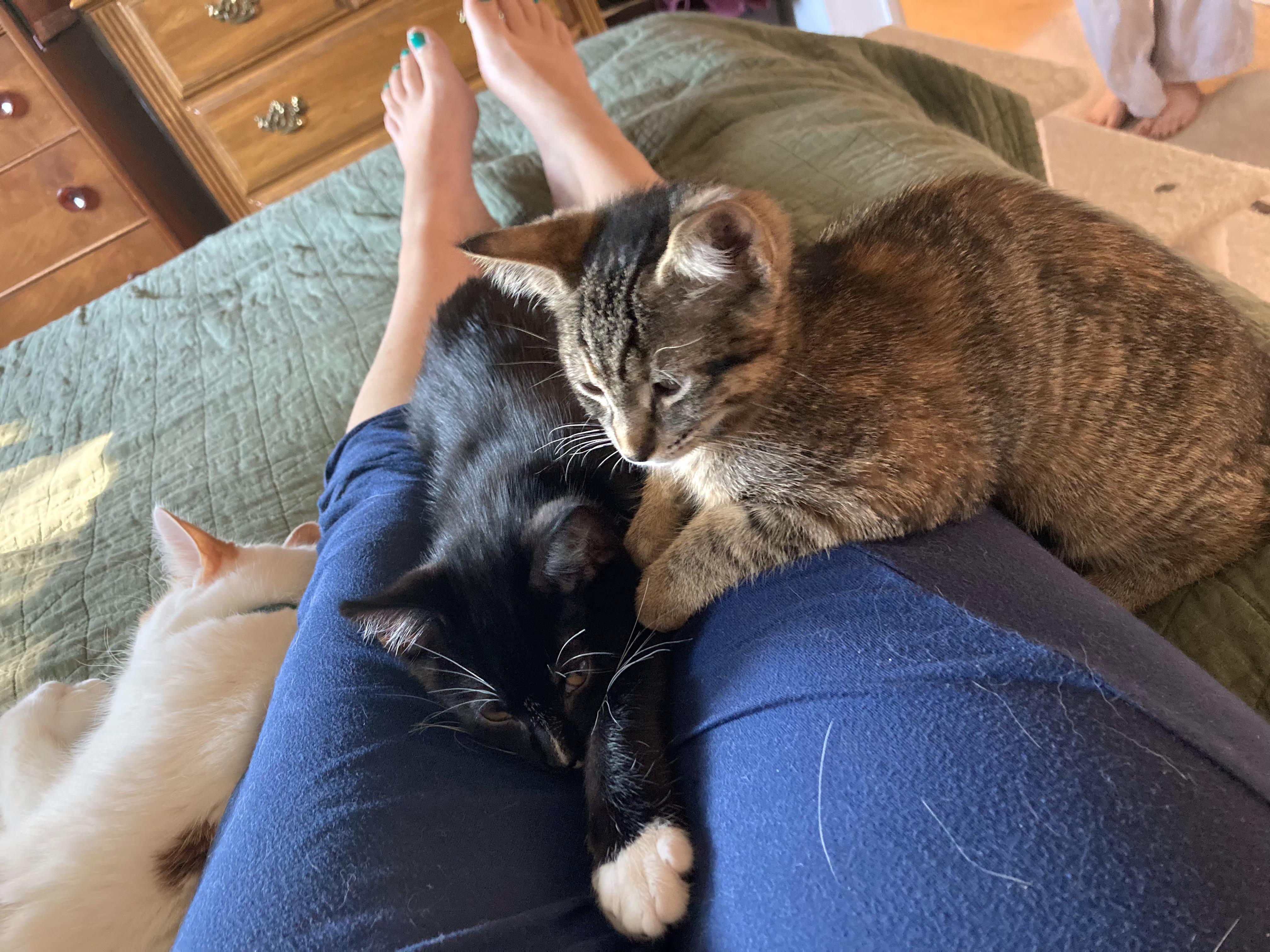 Enlarge Peanut, a Adoptable Tabby in Springfield, OR image 6/6