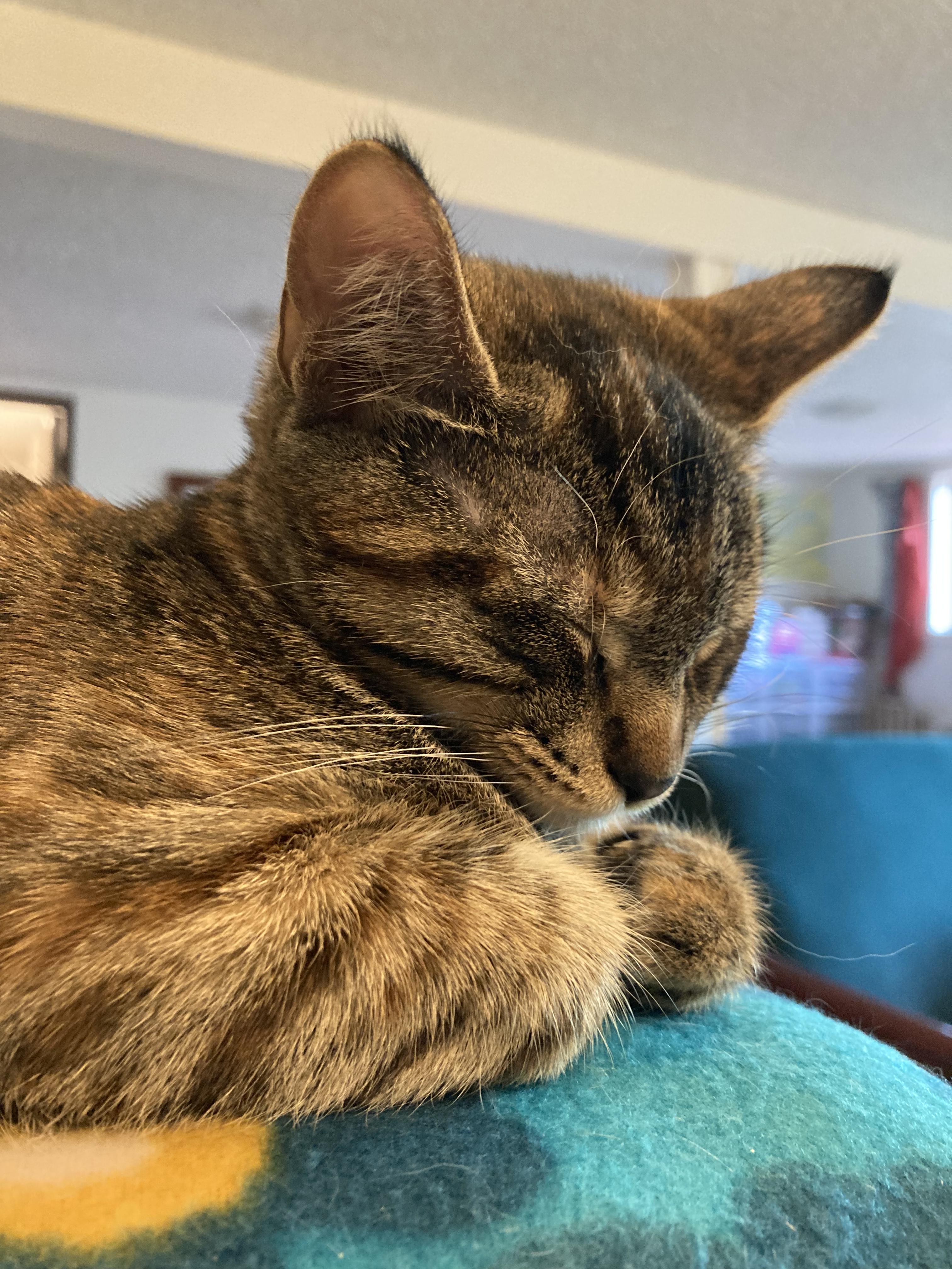 Enlarge Peanut, a Adoptable Tabby in Springfield, OR image 1/6