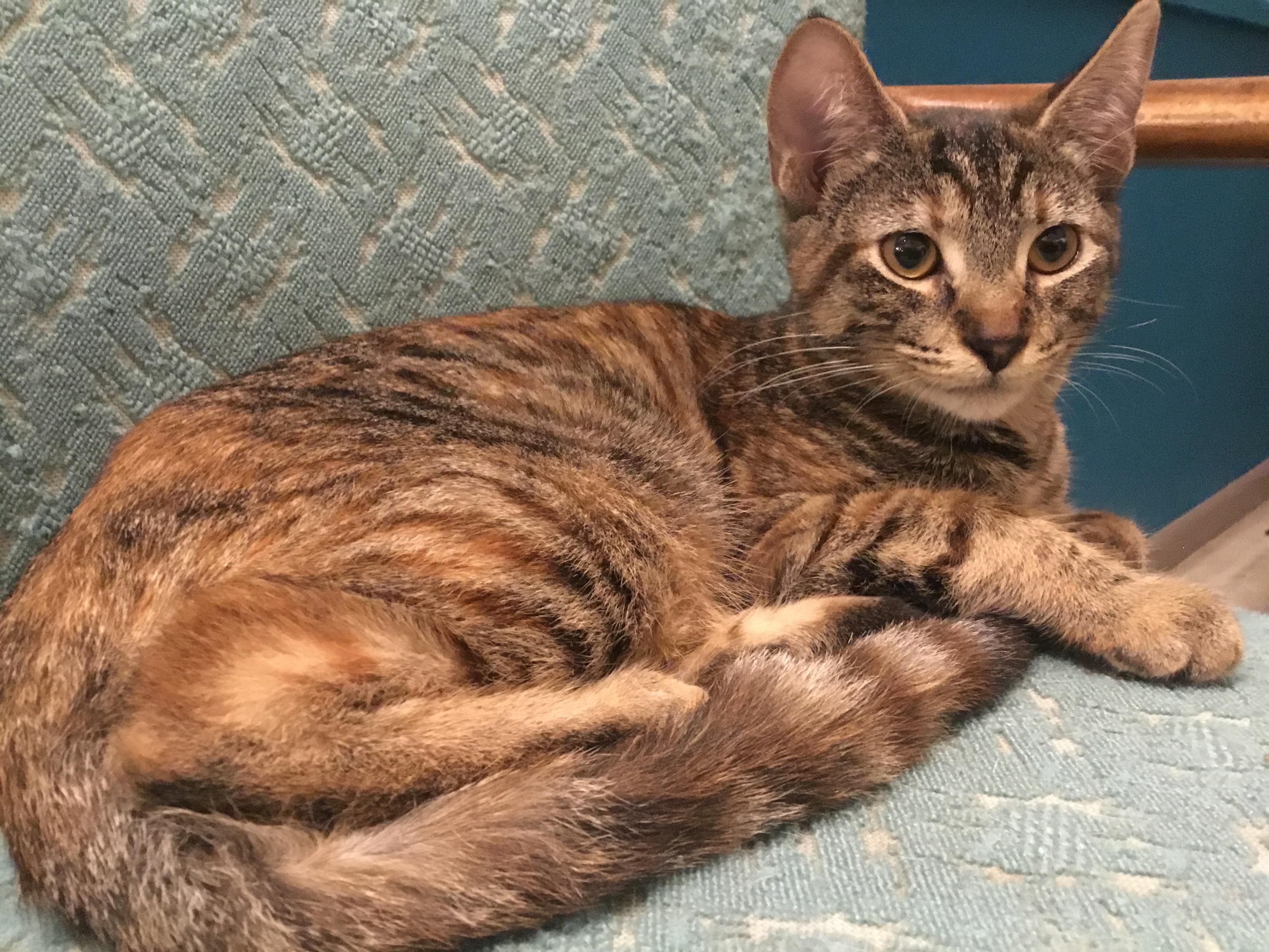 Enlarge Peanut, a Adoptable Tabby in Springfield, OR image 4/6