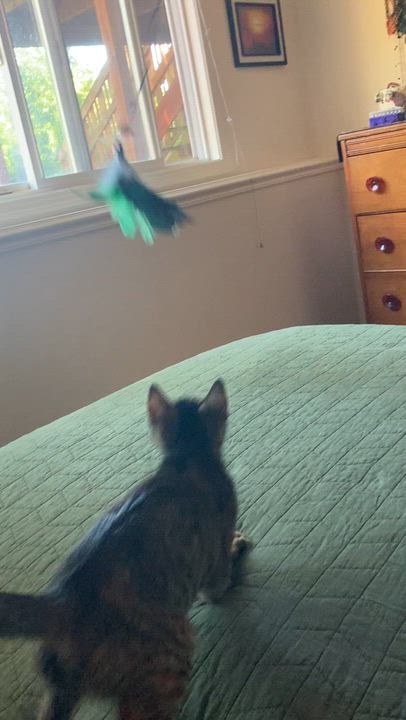 Enlarge Peanut, a Adoptable Tabby in Springfield, OR video 2/5