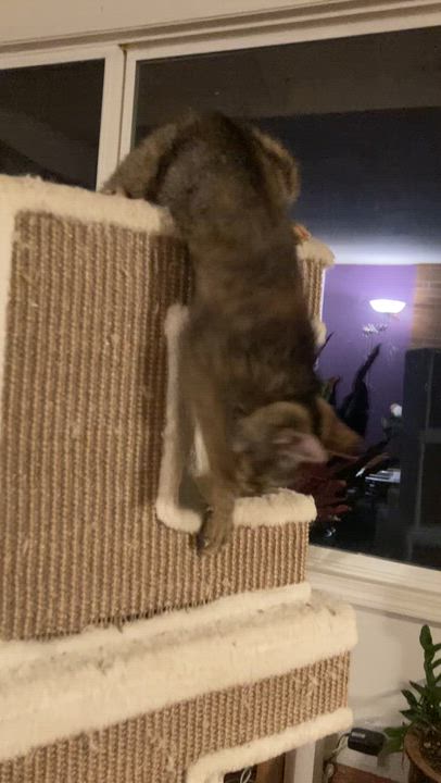 Enlarge Peanut, a Adoptable Tabby in Springfield, OR video 3/5