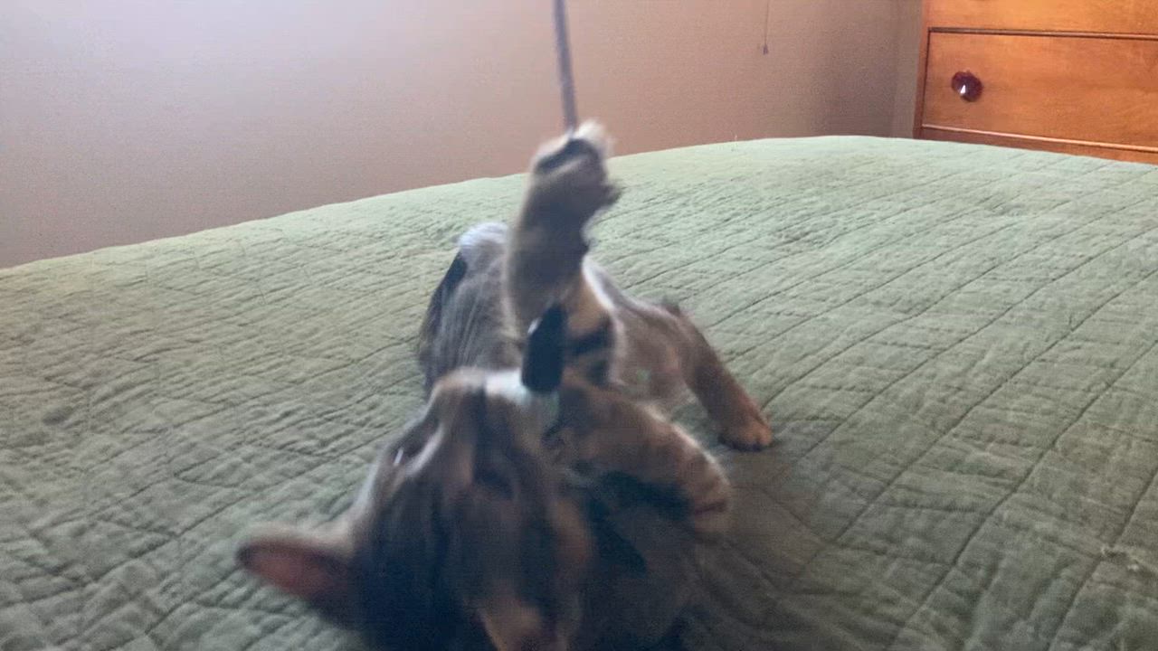 Enlarge Peanut, a Adoptable Tabby in Springfield, OR video 5/6