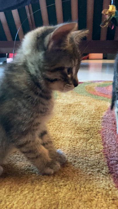 Enlarge Peanut, a Adoptable Tabby in Springfield, OR video 4/5