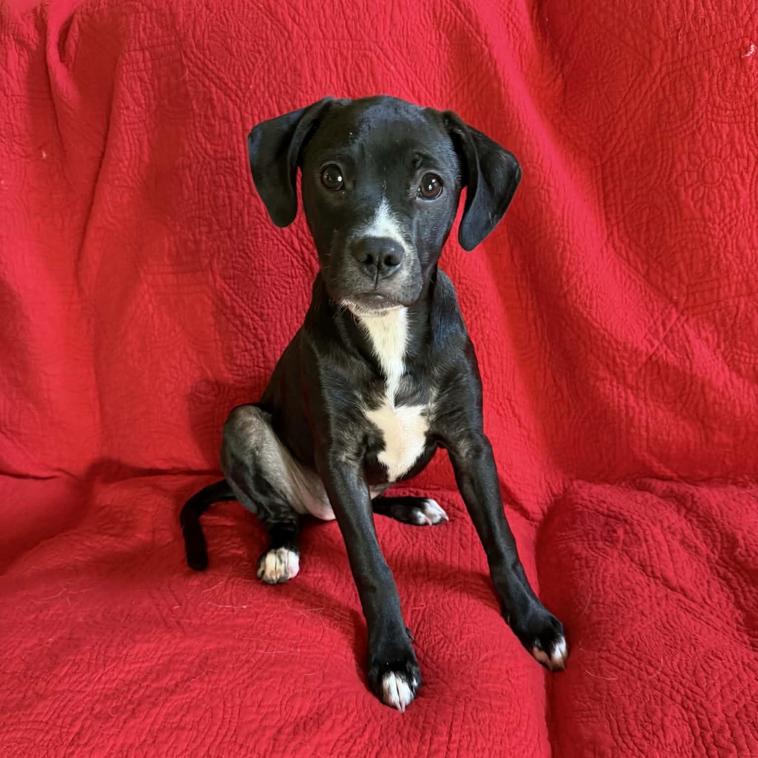 Edie May, a ADOPTABLE mixed breed in Hatfield, PA image 5/5