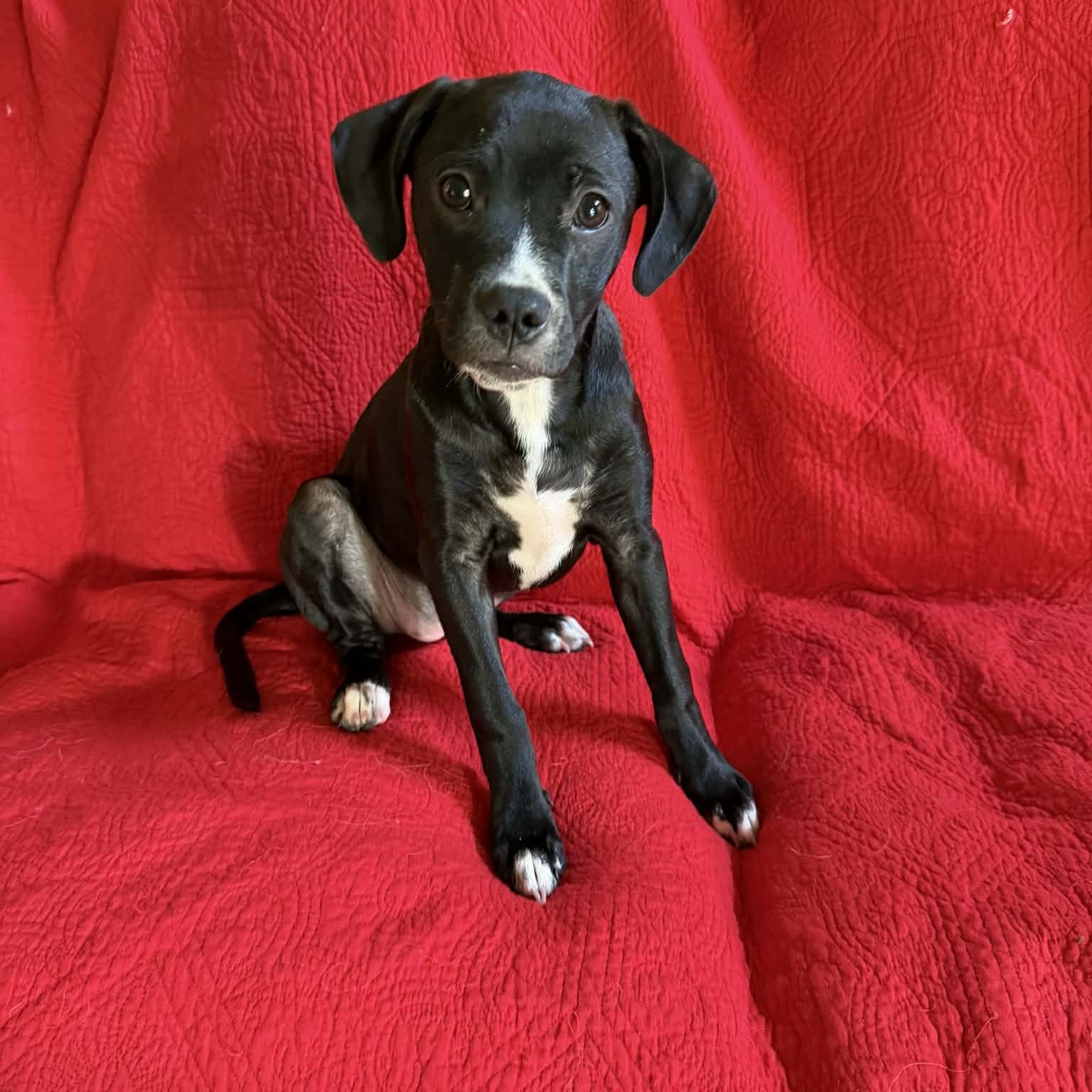 Edie May, a ADOPTABLE mixed breed in Hatfield, PA image 2/5