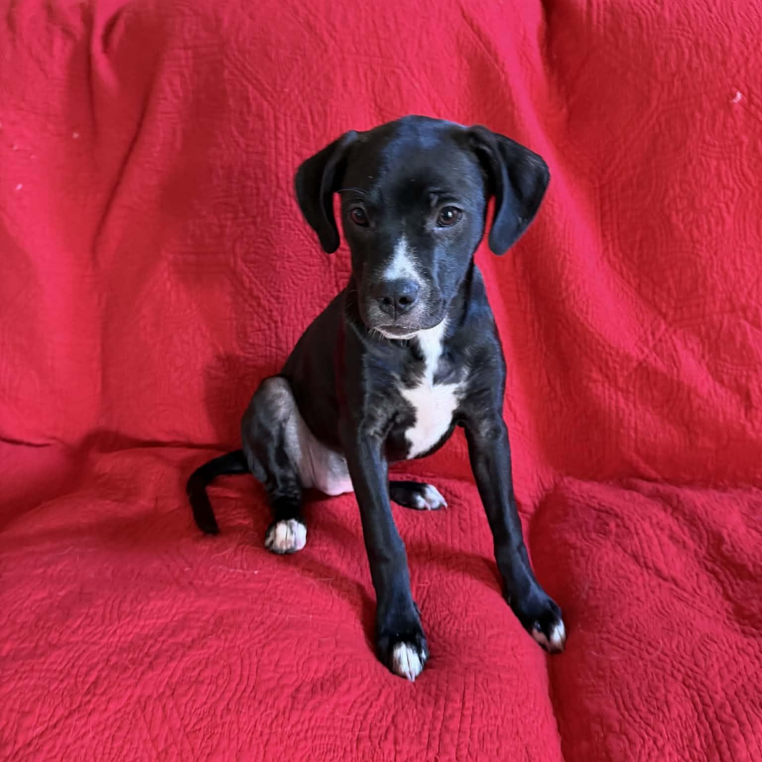 Edie May, a ADOPTABLE mixed breed in Hatfield, PA image 1/5