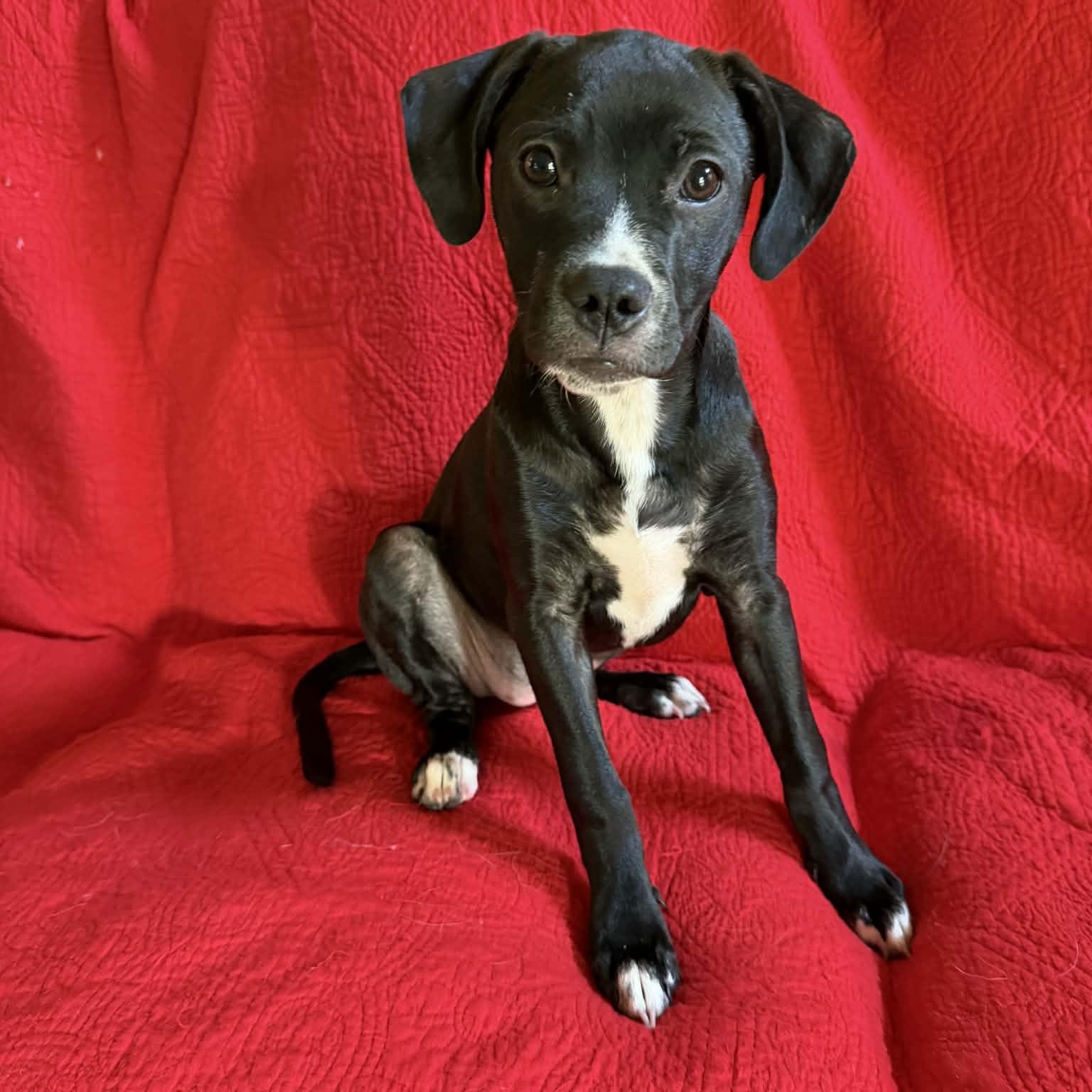 Edie May, a ADOPTABLE mixed breed in Hatfield, PA image 4/5