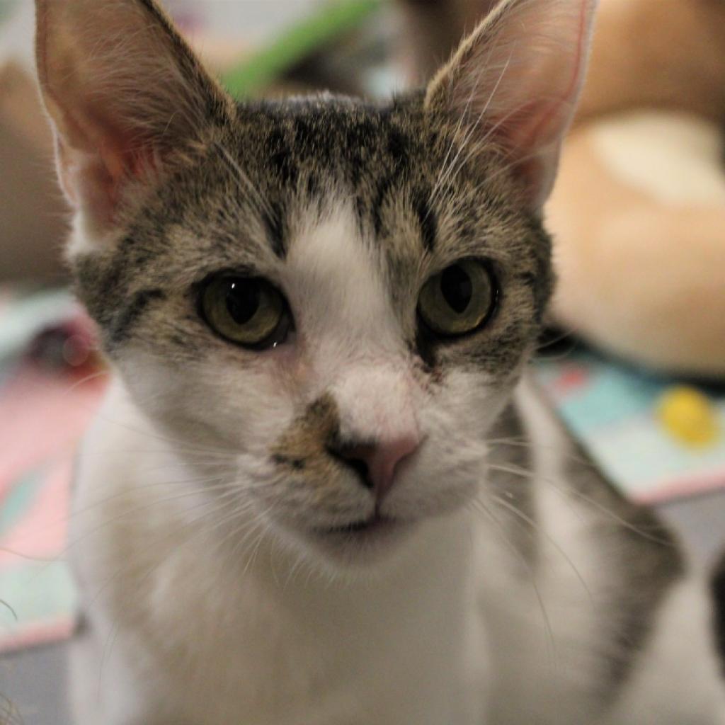 Kim, Adoptable, Adult Female Domestic Short Hair.