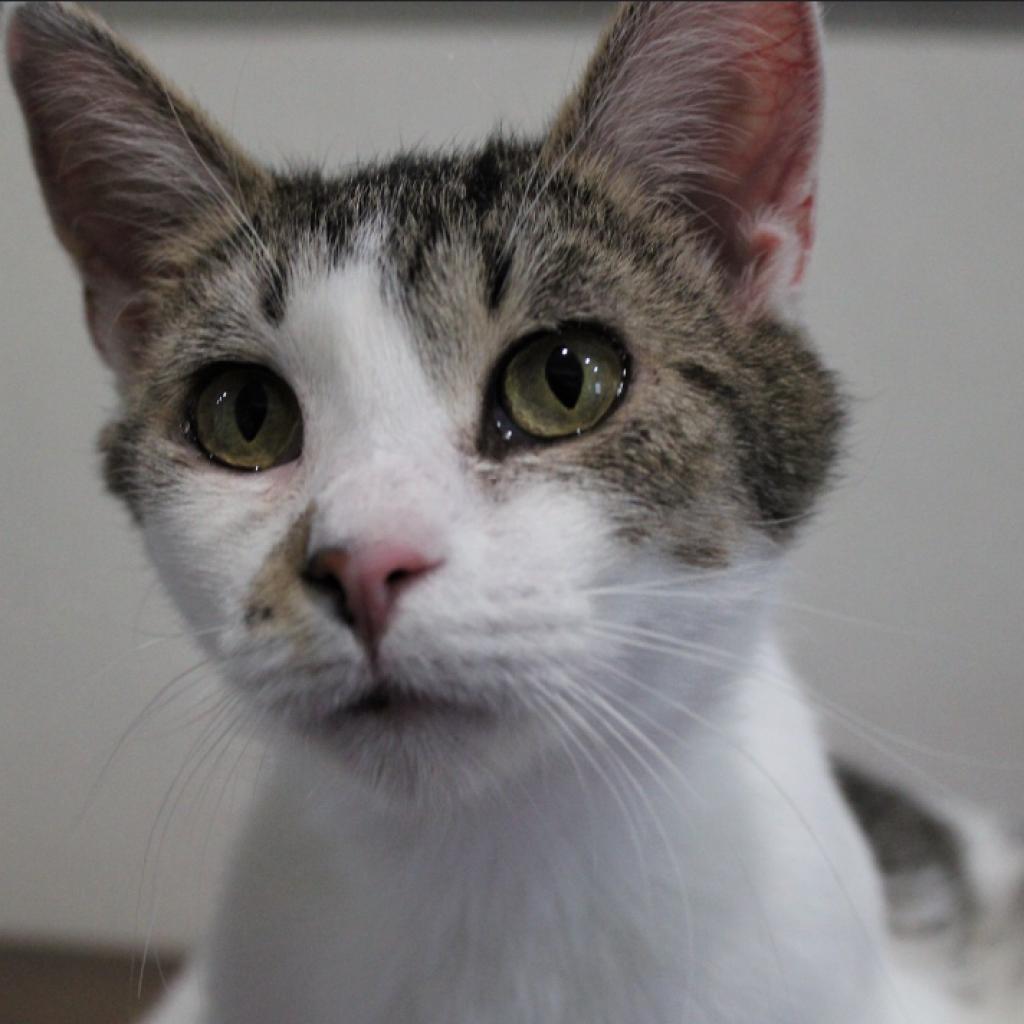 Enlarge Kim, a Adoptable Domestic Short Hair in Defiance, OH image 2/6