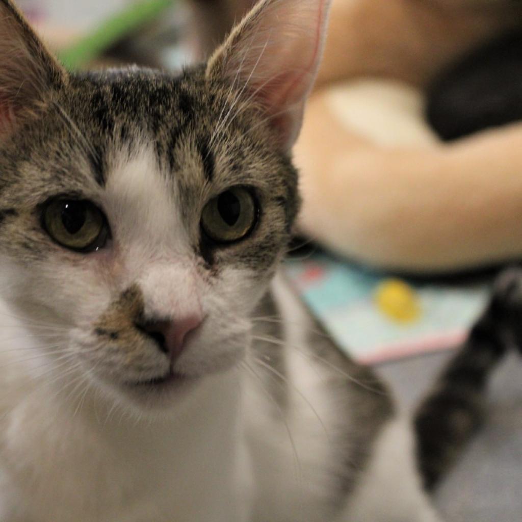 Enlarge Kim, a Adoptable Domestic Short Hair in Defiance, OH image 4/6