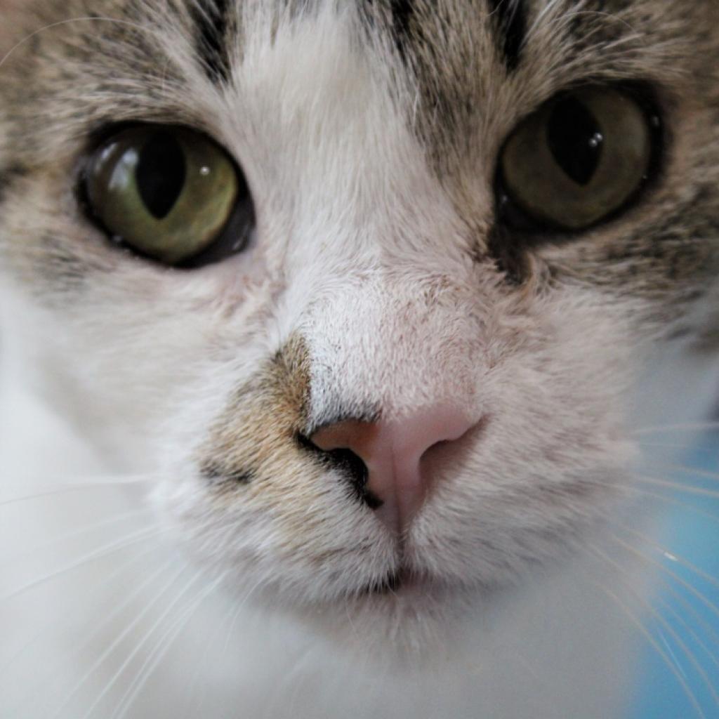 Enlarge Kim, a Adoptable Domestic Short Hair in Defiance, OH image 5/6