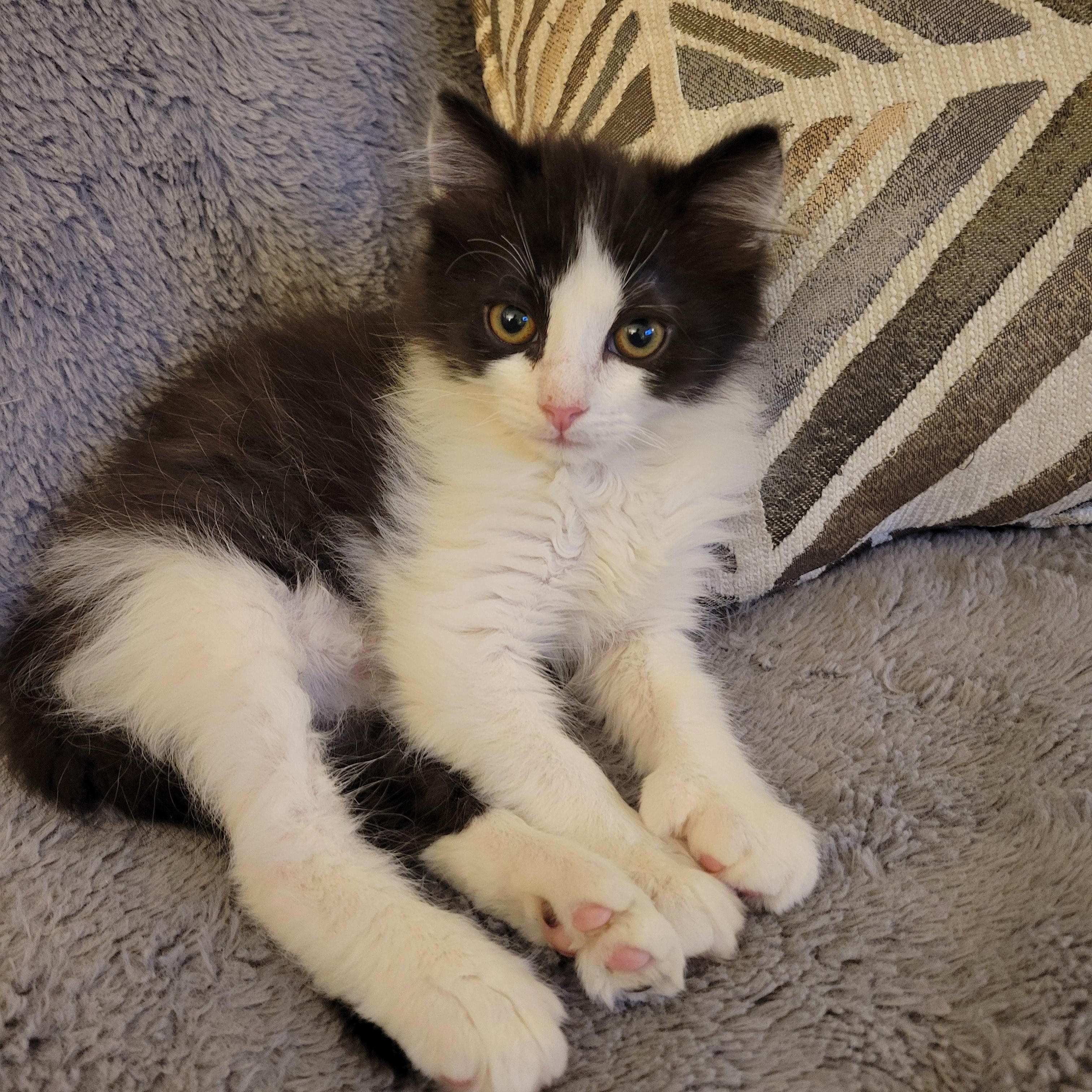 Spooky, adopted, Kitten Male Domestic Medium Hair.