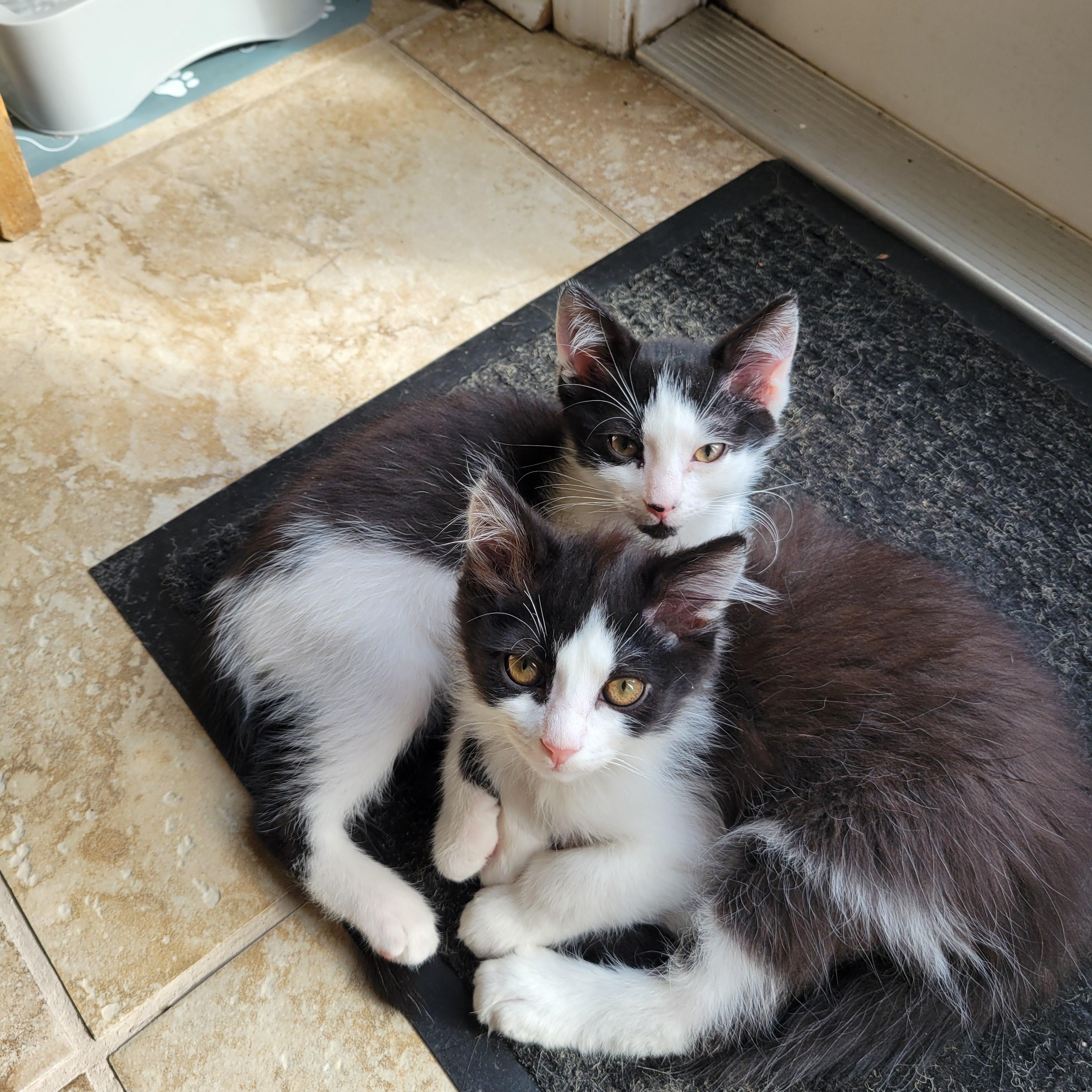 Enlarge Spooky, an adopted Domestic Medium Hair in Little River, SC image 3/4