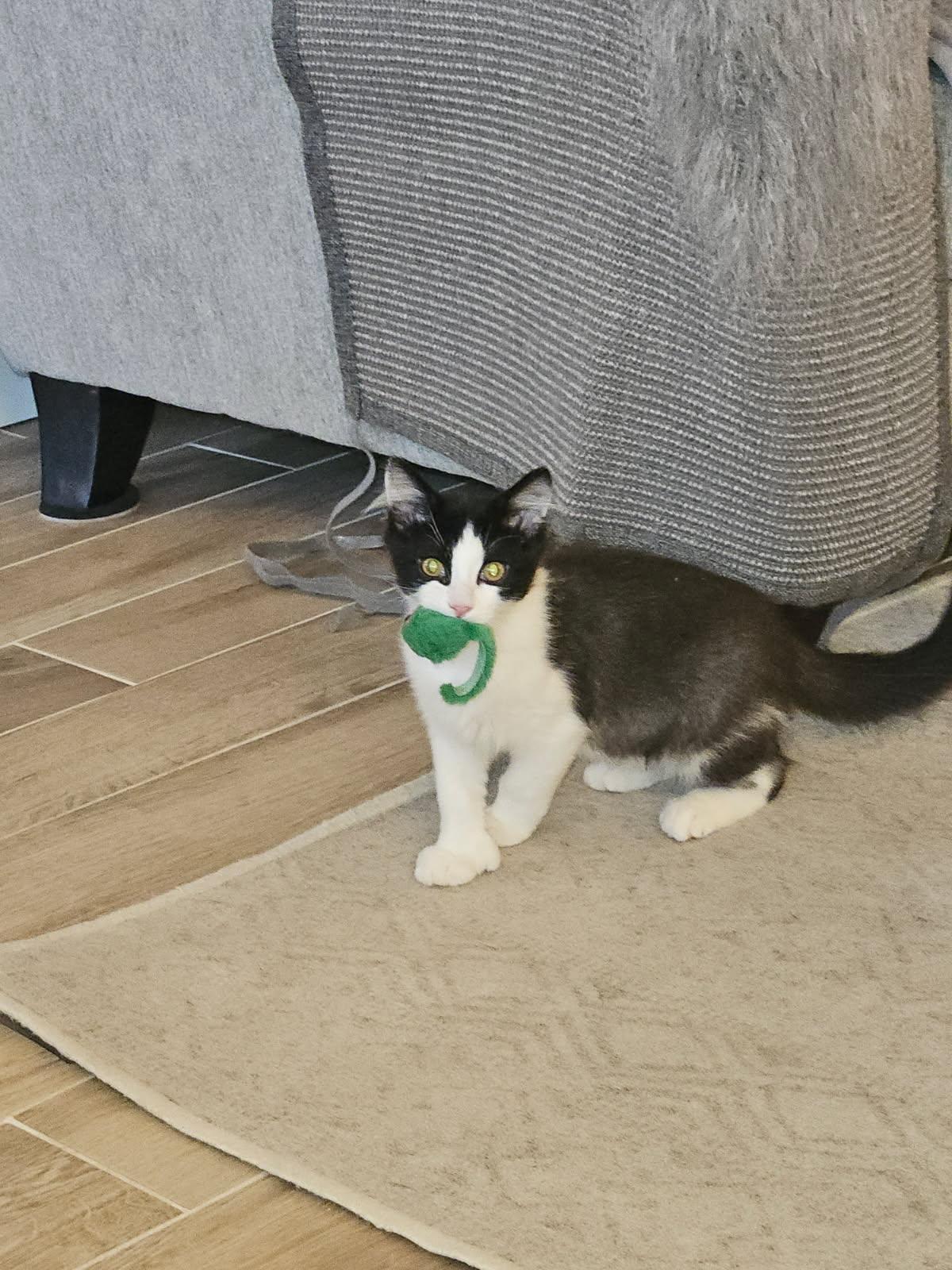 Enlarge Spooky, an adopted Domestic Medium Hair in Little River, SC image 4/4