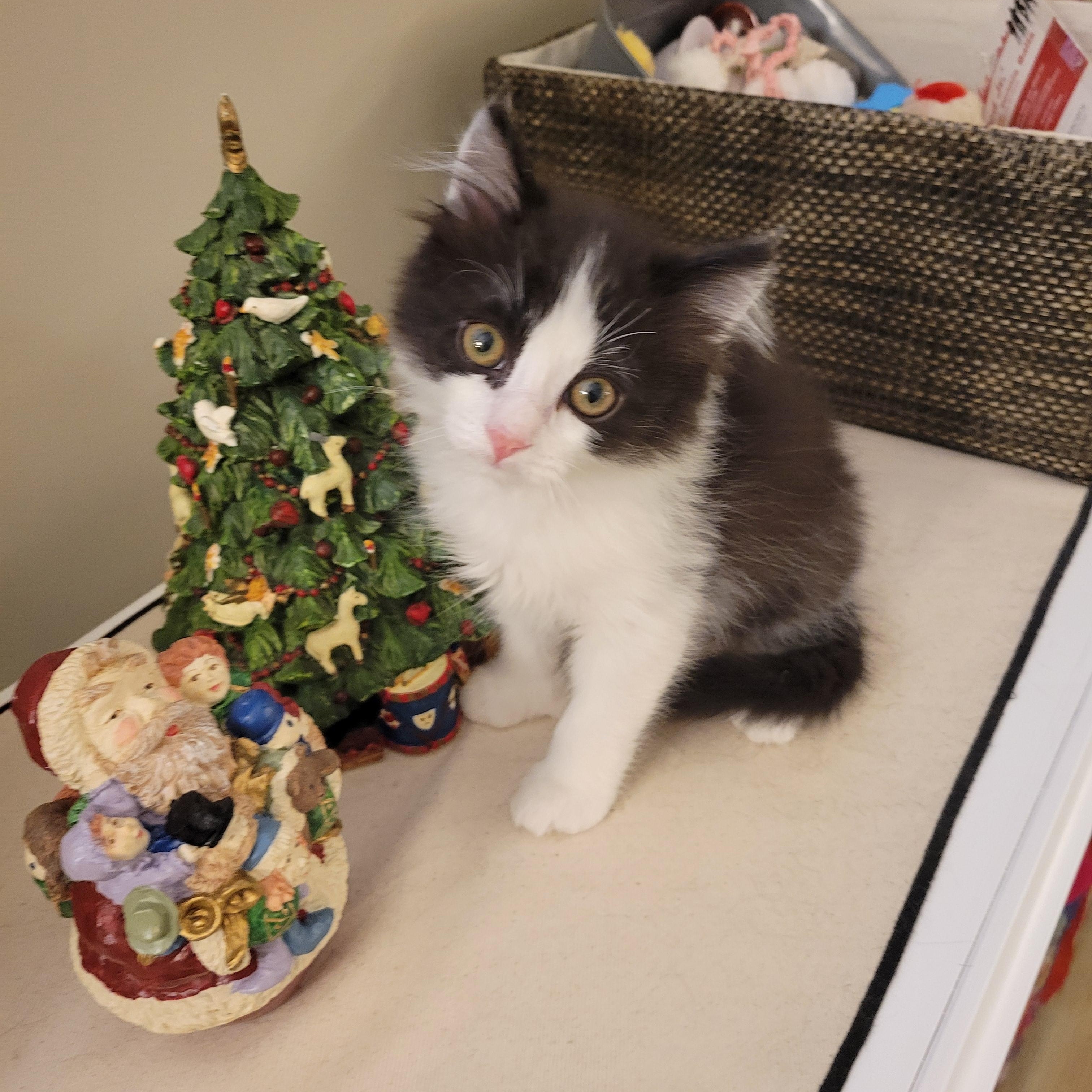 Enlarge Spooky, an adopted Domestic Medium Hair in Little River, SC image 2/4