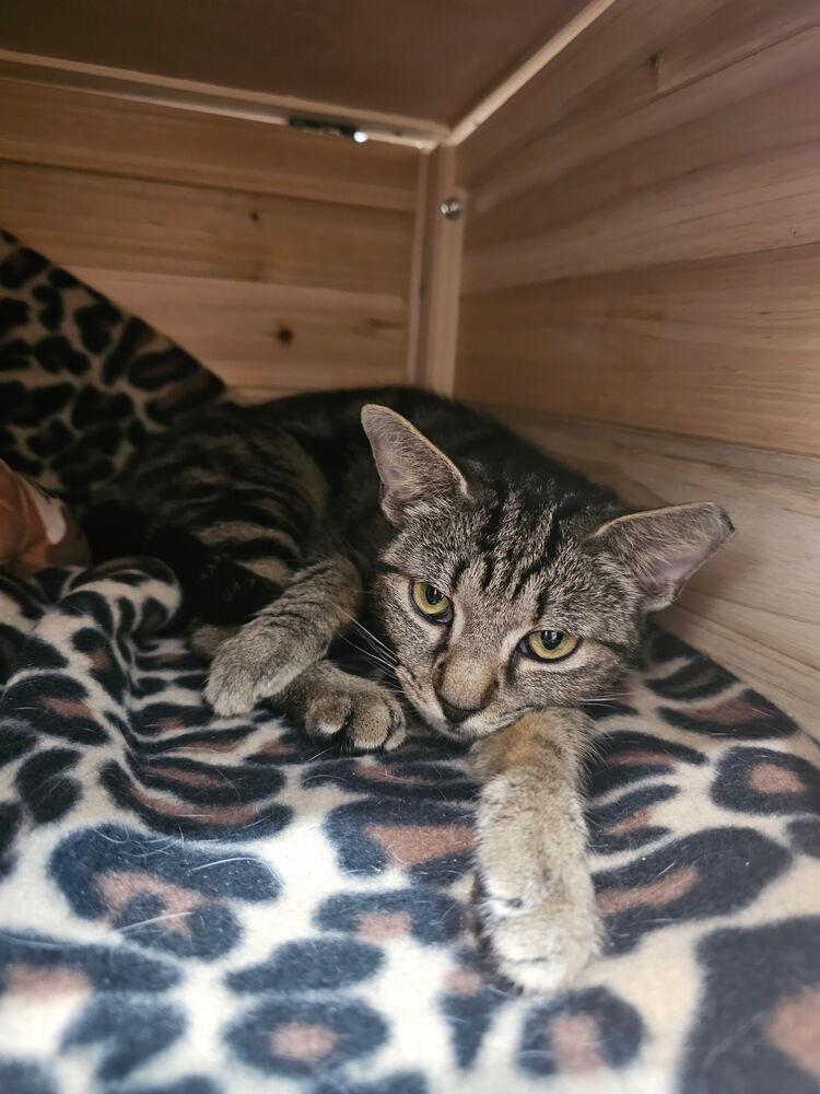 Wiskerwoo, a Adoptable Domestic Short Hair in Hudson, NH image 1/4