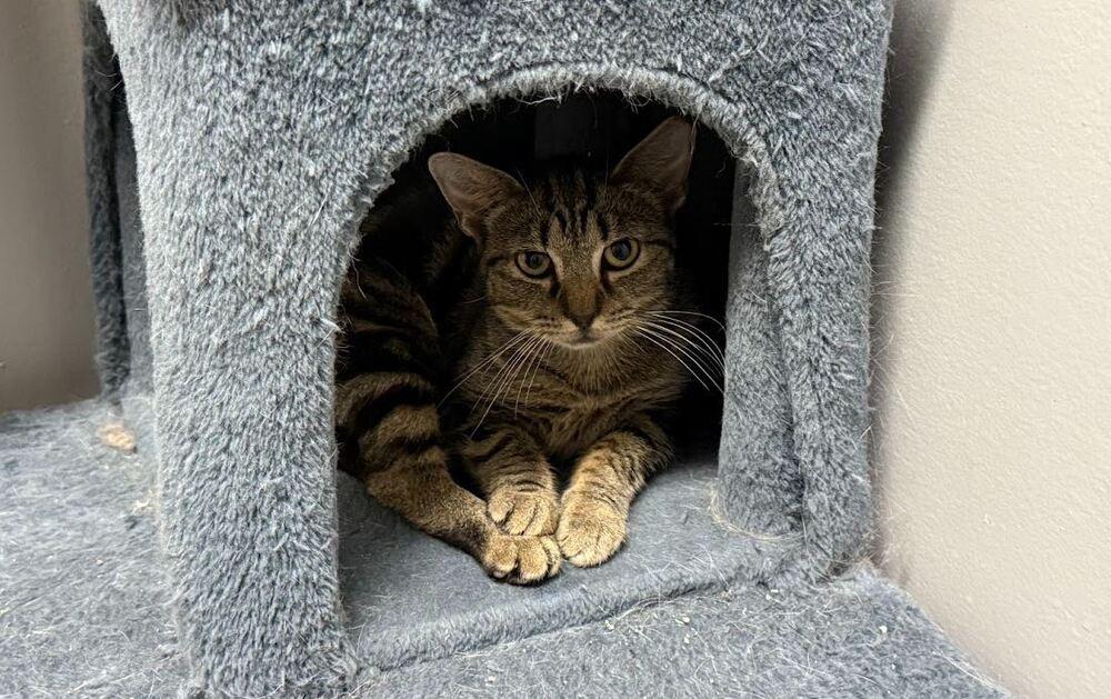 Wiskerwoo, a Adoptable Domestic Short Hair in Hudson, NH image 2/4