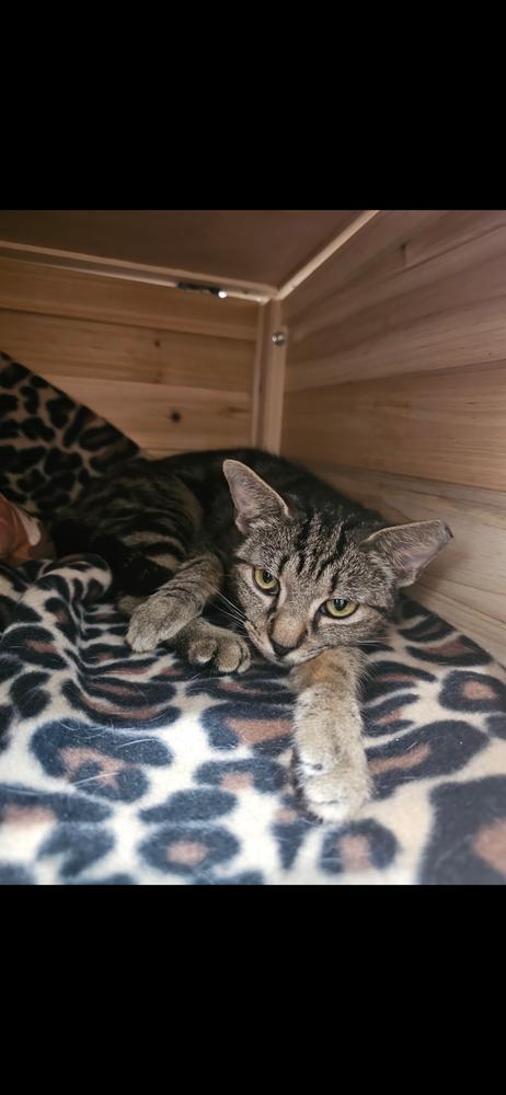 Wiskerwoo, a Adoptable Domestic Short Hair in Hudson, NH image 4/4