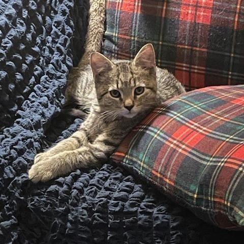 Stevey, a ADOPTABLE Domestic Short Hair in Chambersburg, PA image 2/3