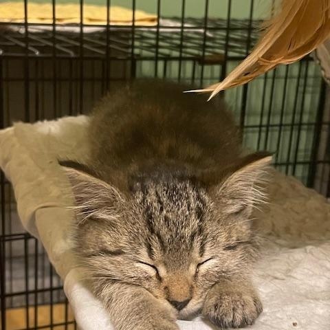 Stevey, ADOPTABLE, Kitten Male Domestic Short Hair.