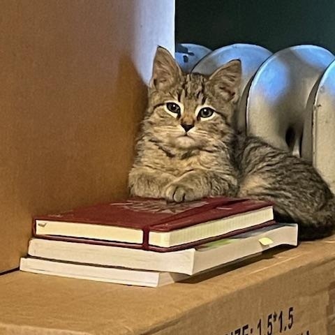 Stevey, a ADOPTABLE Domestic Short Hair in Chambersburg, PA image 3/3