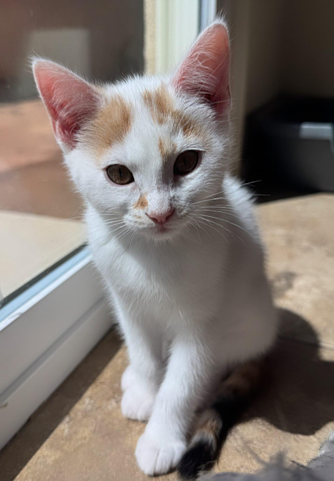 Tilly